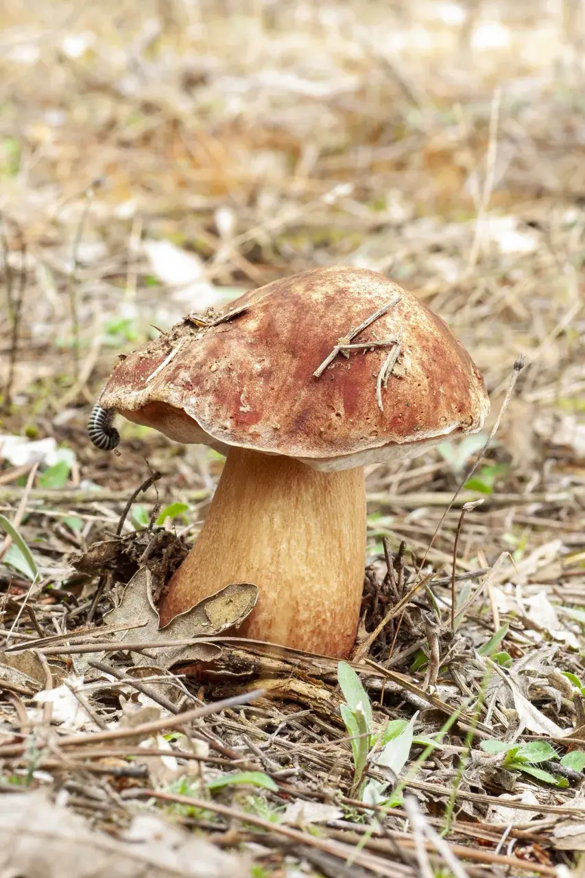 Possible Boletus edulis madur amb barret castany i peu robust entre restes vegetals