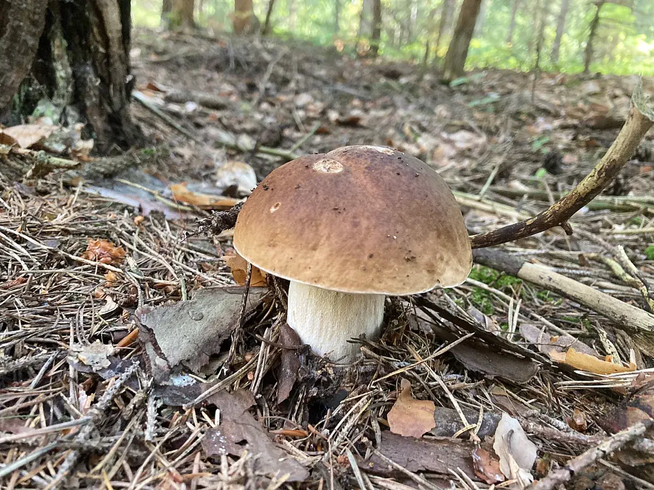 Possible Boletus edulis jove amb barret bru i peu clar sobre la fullaraca del bosc