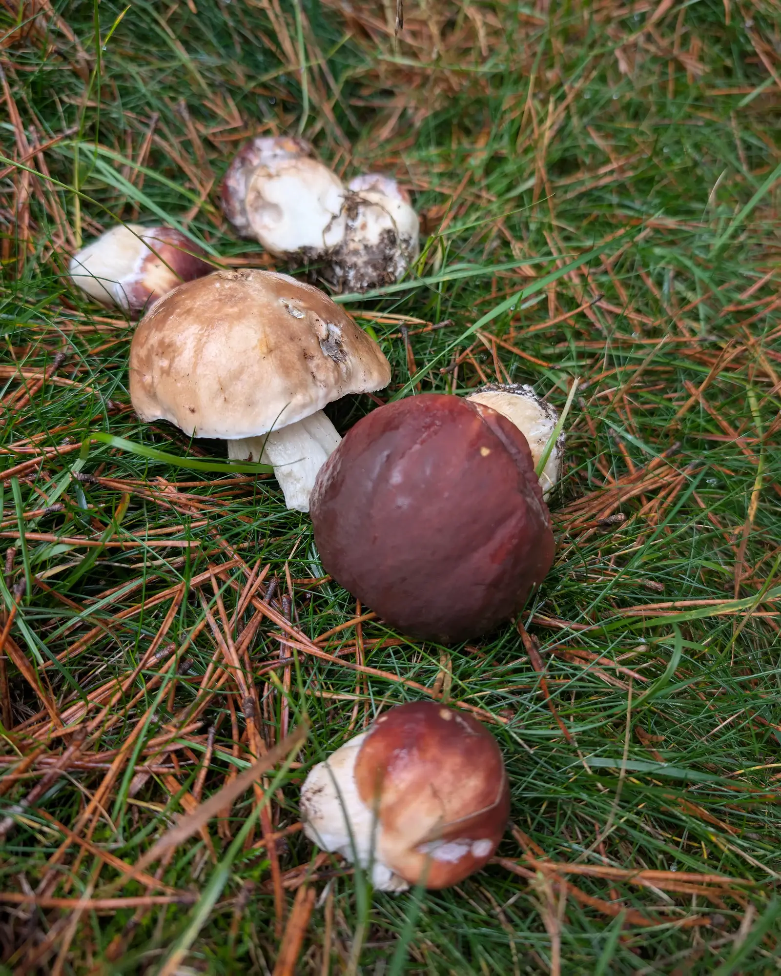 Boletus pinophilus: Ceps acabats de collir sobre l’herba amb pinassa; dos barrets vinosos foscos i un de més clar amb el peu blanc i gruixut.