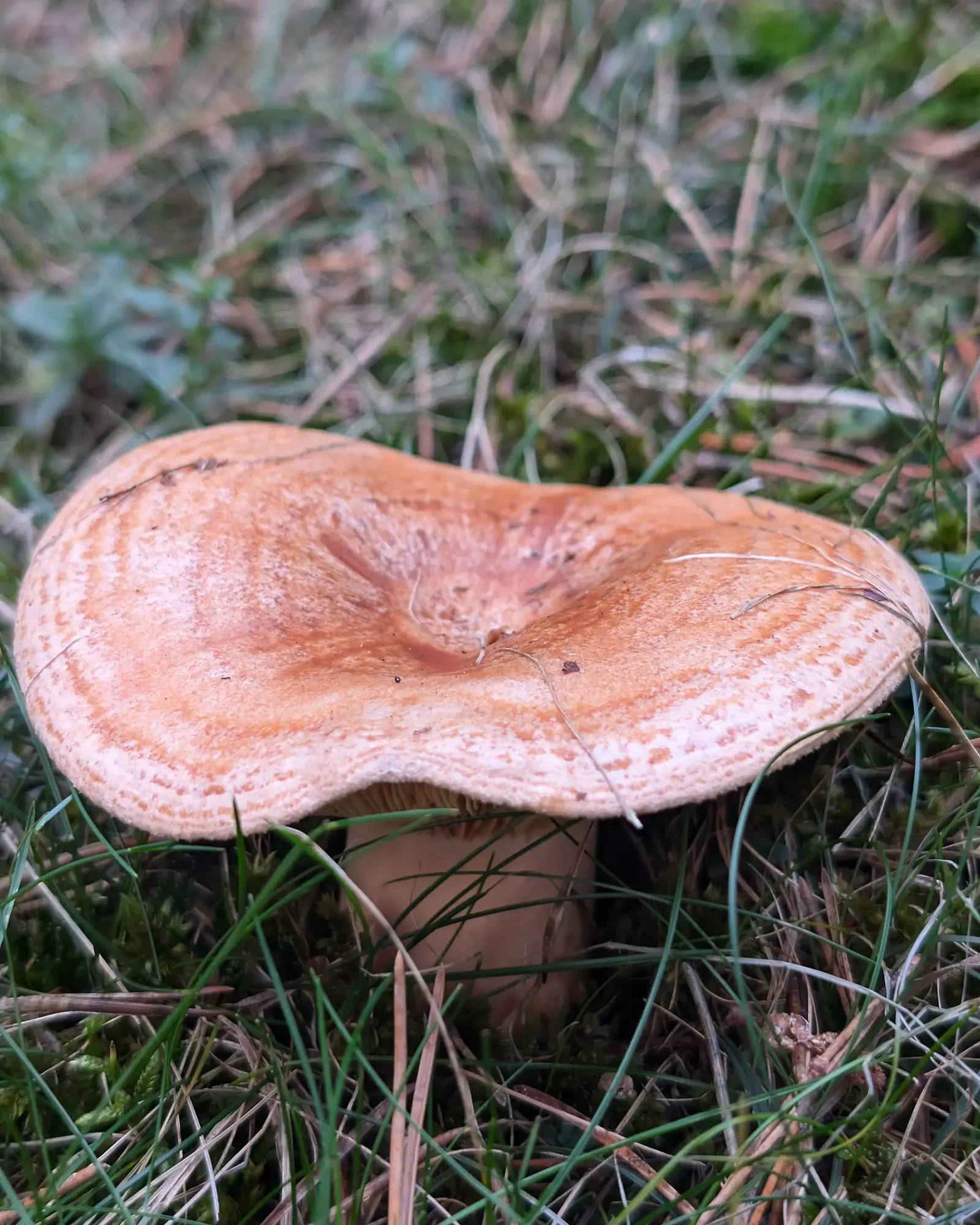 Pinetell (Lactarius deliciosus)