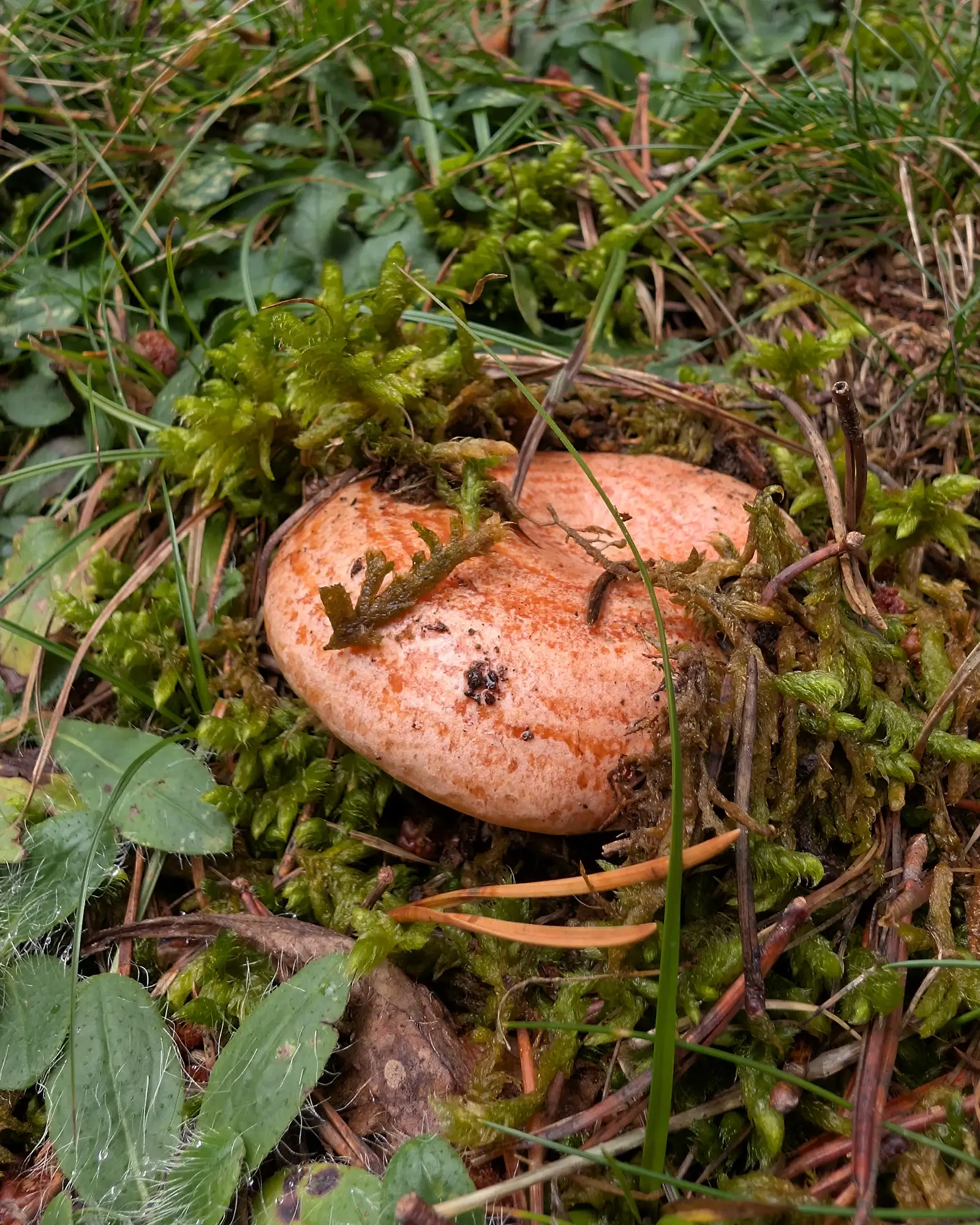 Lactarius deliciosus: Barret taronja amb taques més clares mig amagat entre la molsa i la pinassa, fotografiat des de dalt.
