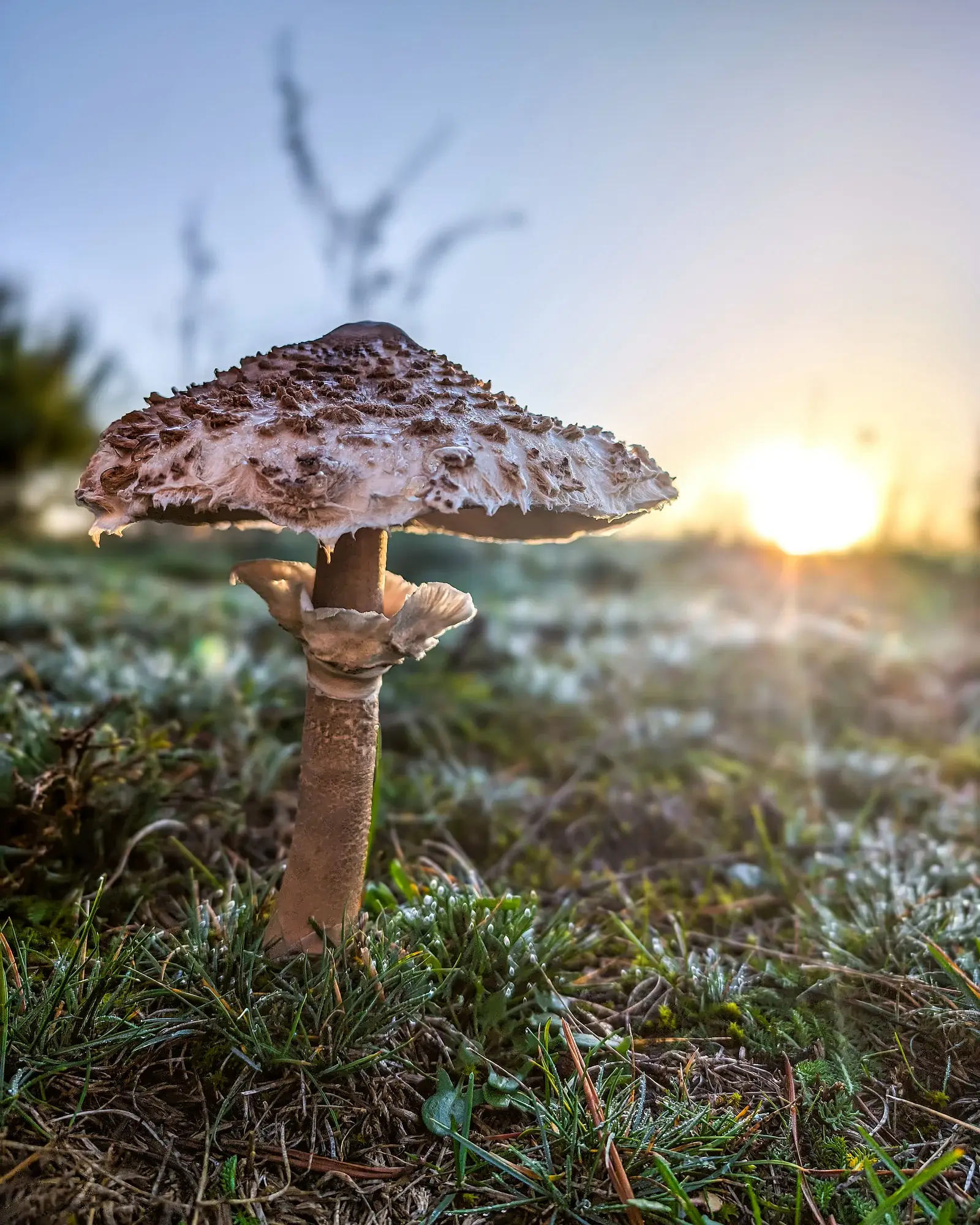 Macrolepiota procera: Exemplar alt a contrallum de l’alba en un prat, amb el barret escatós obert, l’anell doble i el peu amb dibuix de pell de serp.