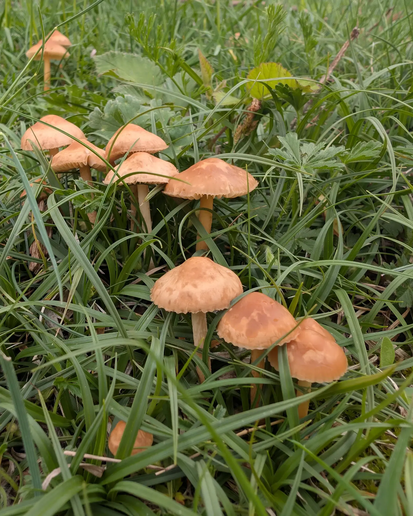 Marasmius oreades: Grup de barrets ocre amb mamelló central i peus prims i clars entre l’herba alta d’un prat.