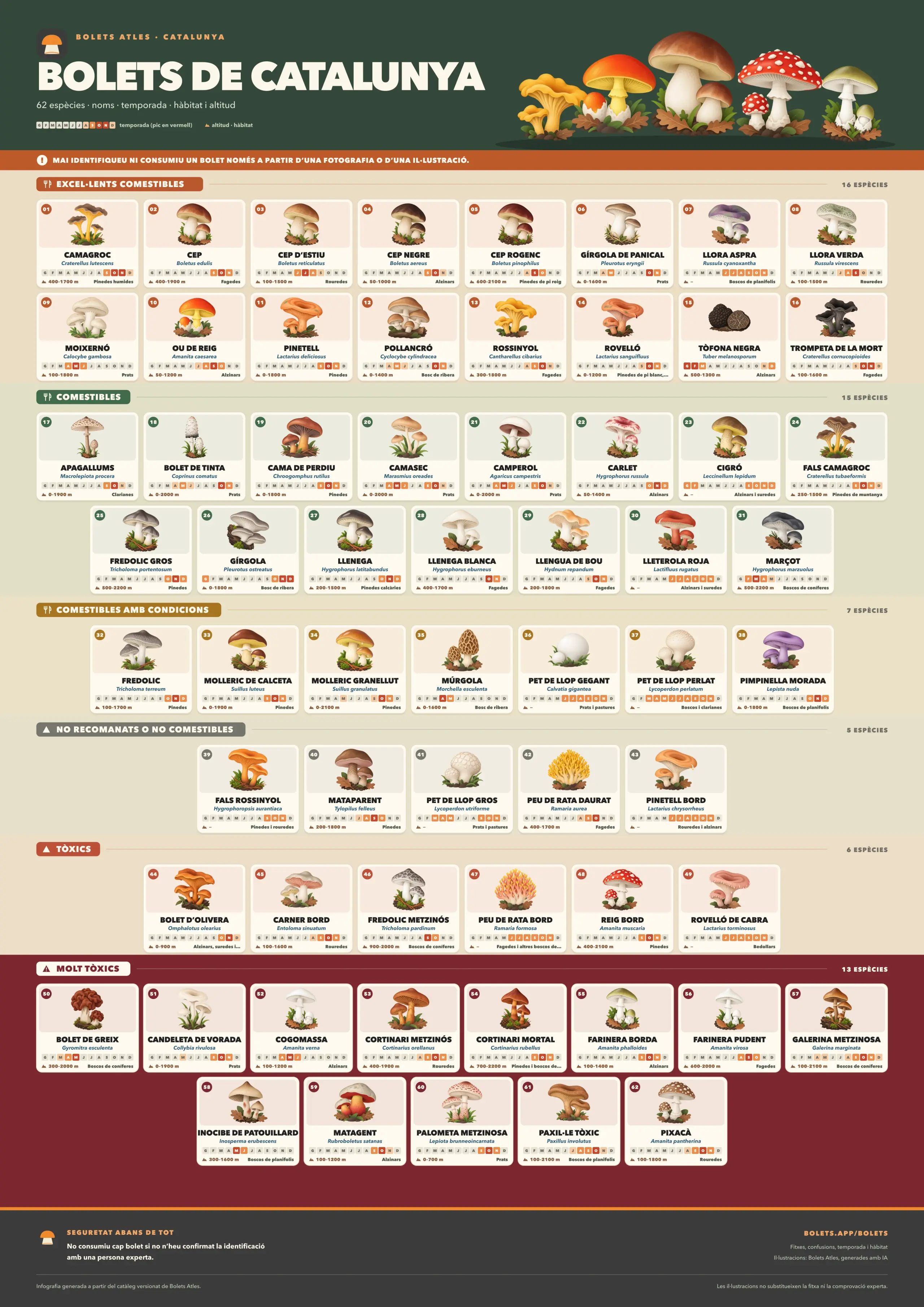 Infografia vertical “Bolets de Catalunya” amb els dibuixos de 62 espècies agrupades per comestibilitat; cada targeta mostra el nom català i científic, la temporada mes a mes, l’hàbitat i l’altitud.