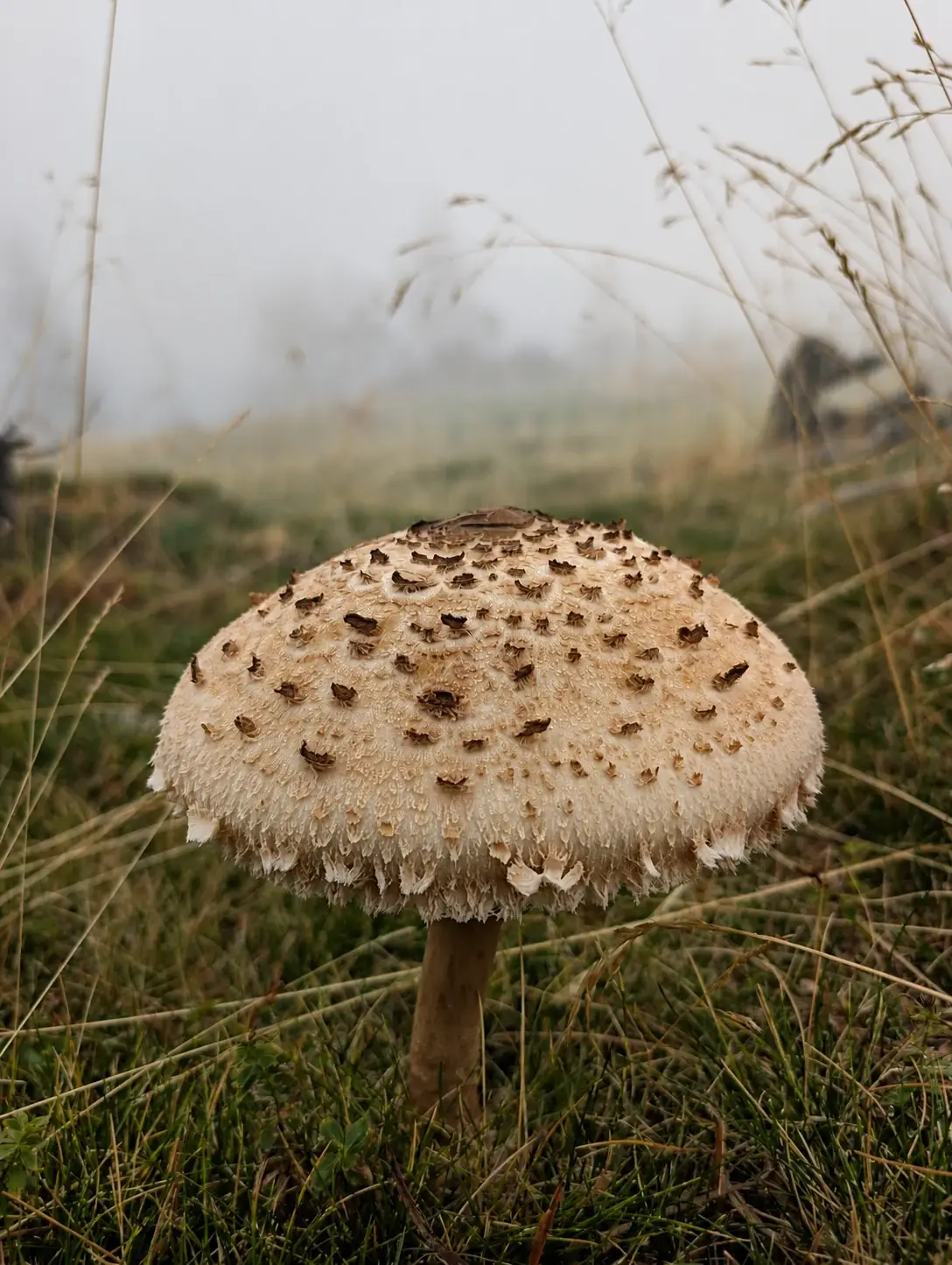 Macrolepiota procera amb el barret escatós obert entre l’herba d’un prat.