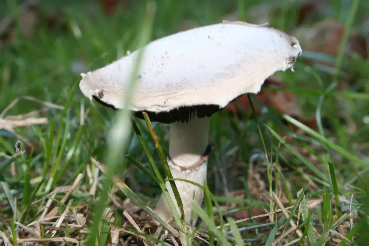 Exemplar d’Agaricus campestris en un prat, amb barret clar i làmines ja fosques.