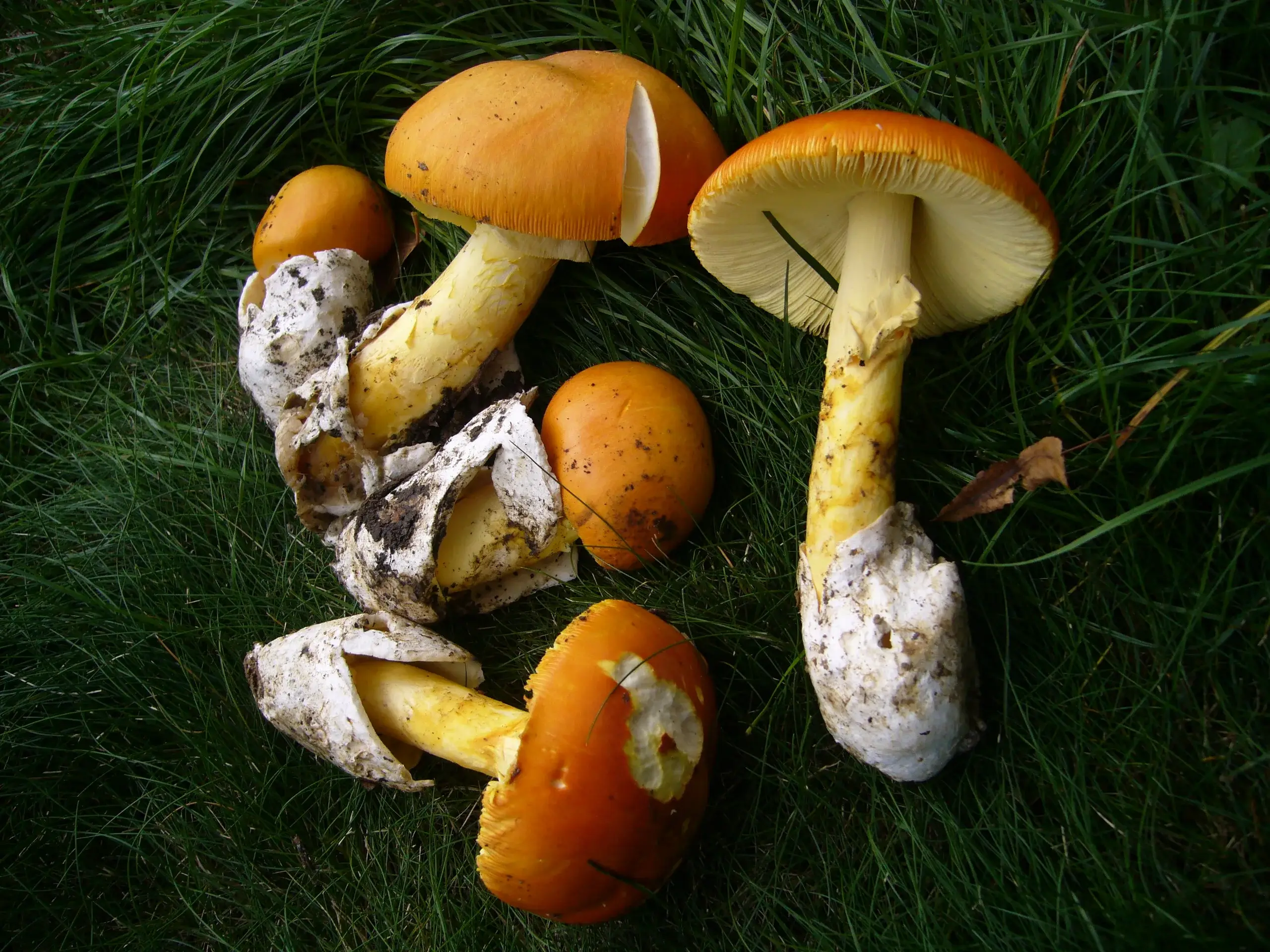 Exemplars taronja d’Amanita caesarea sobre l’herba.