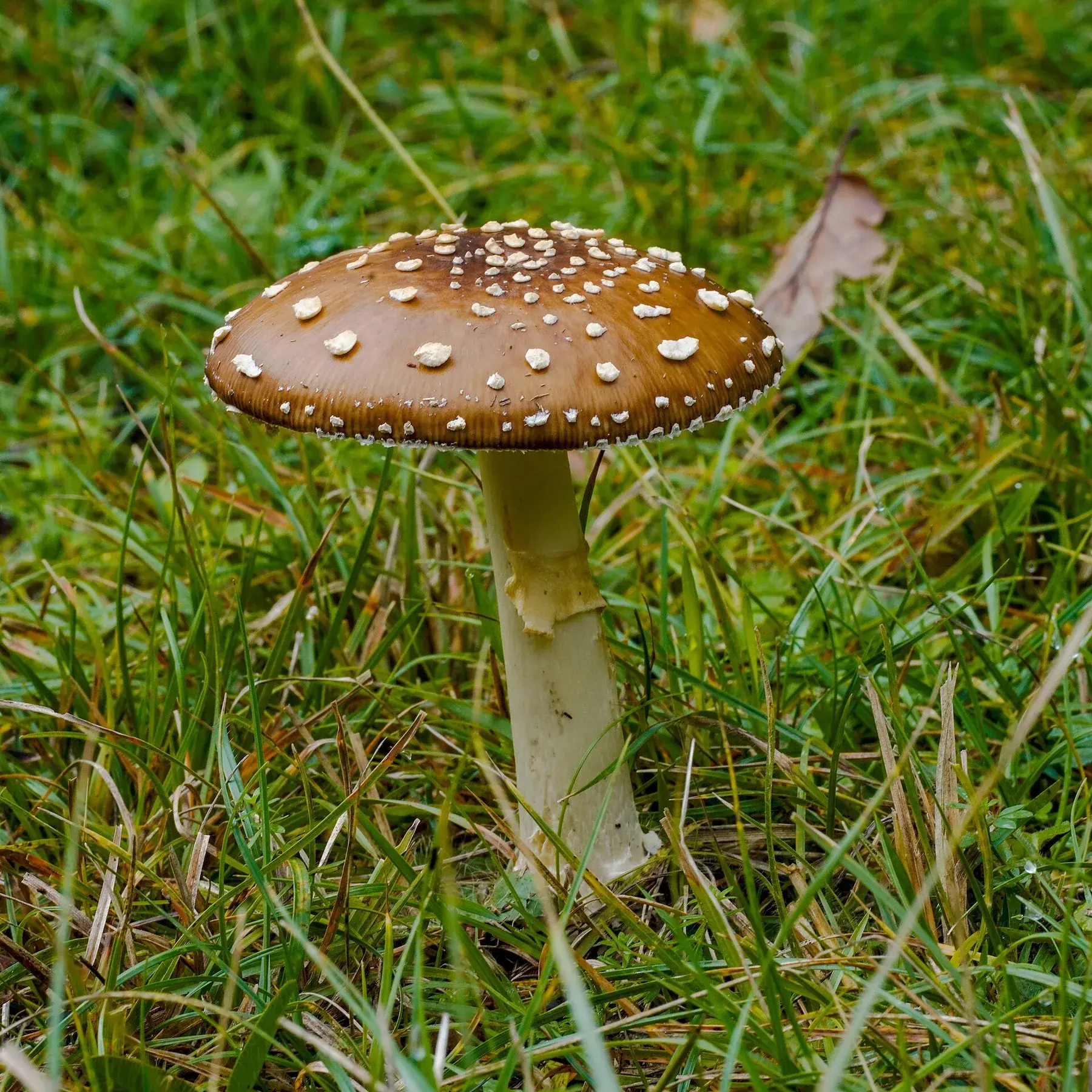 Amanita pantherina madura amb barret bru cobert de berrugues blanques i anell al peu.