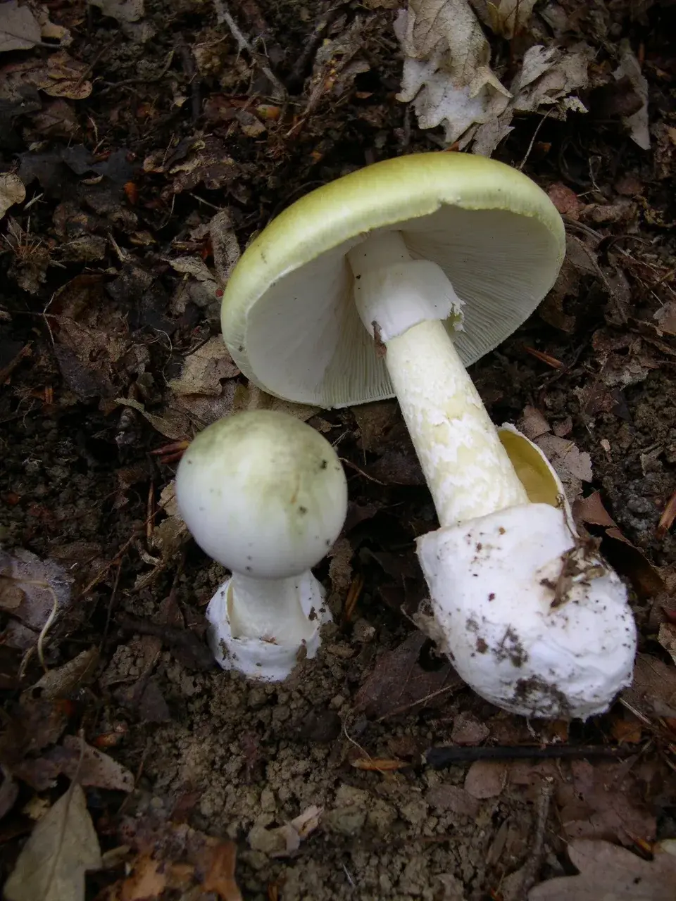 Dos exemplars d’Amanita phalloides que mostren les làmines blanques, l’anell i la volva basal.