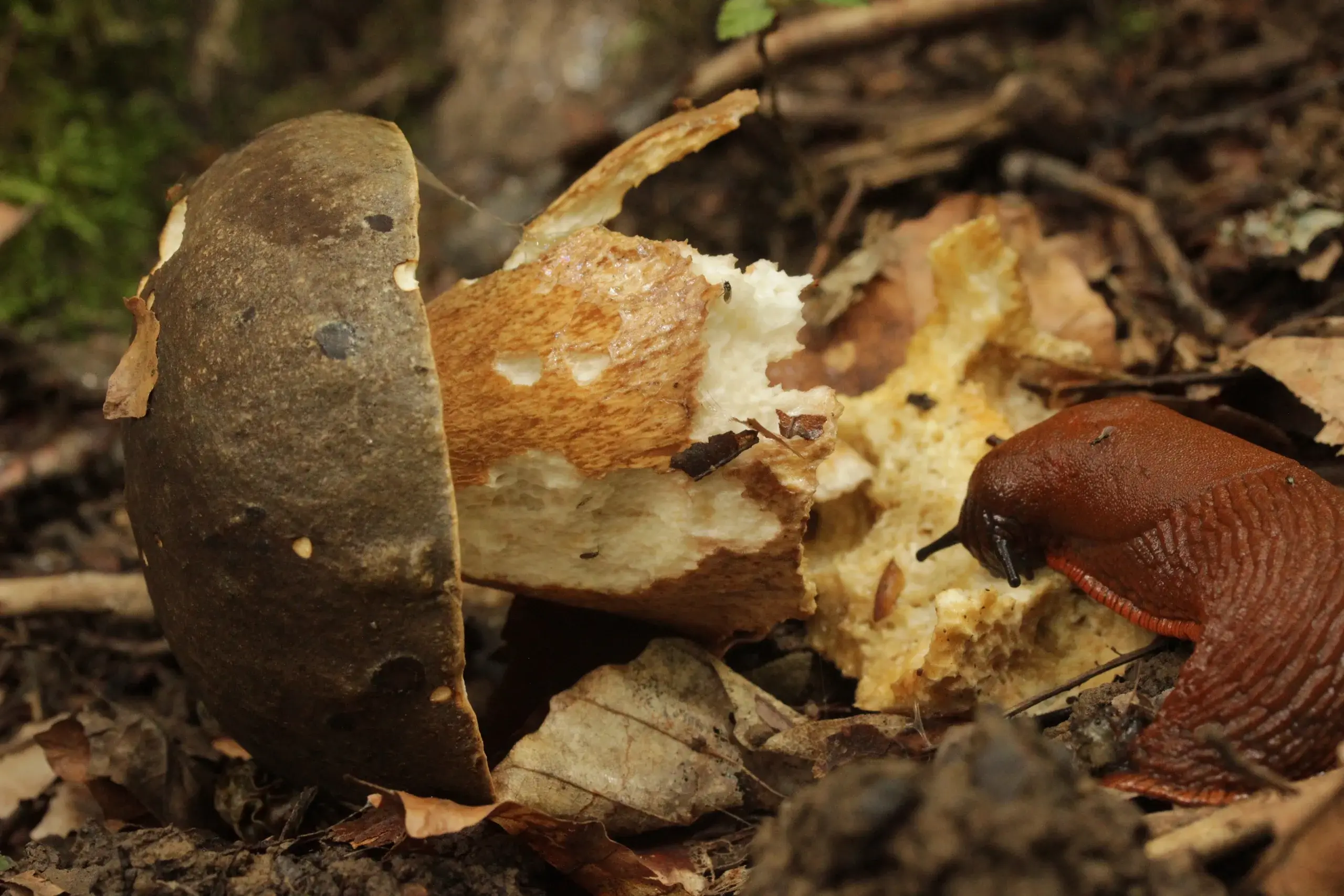 Cep negre (Boletus aereus)