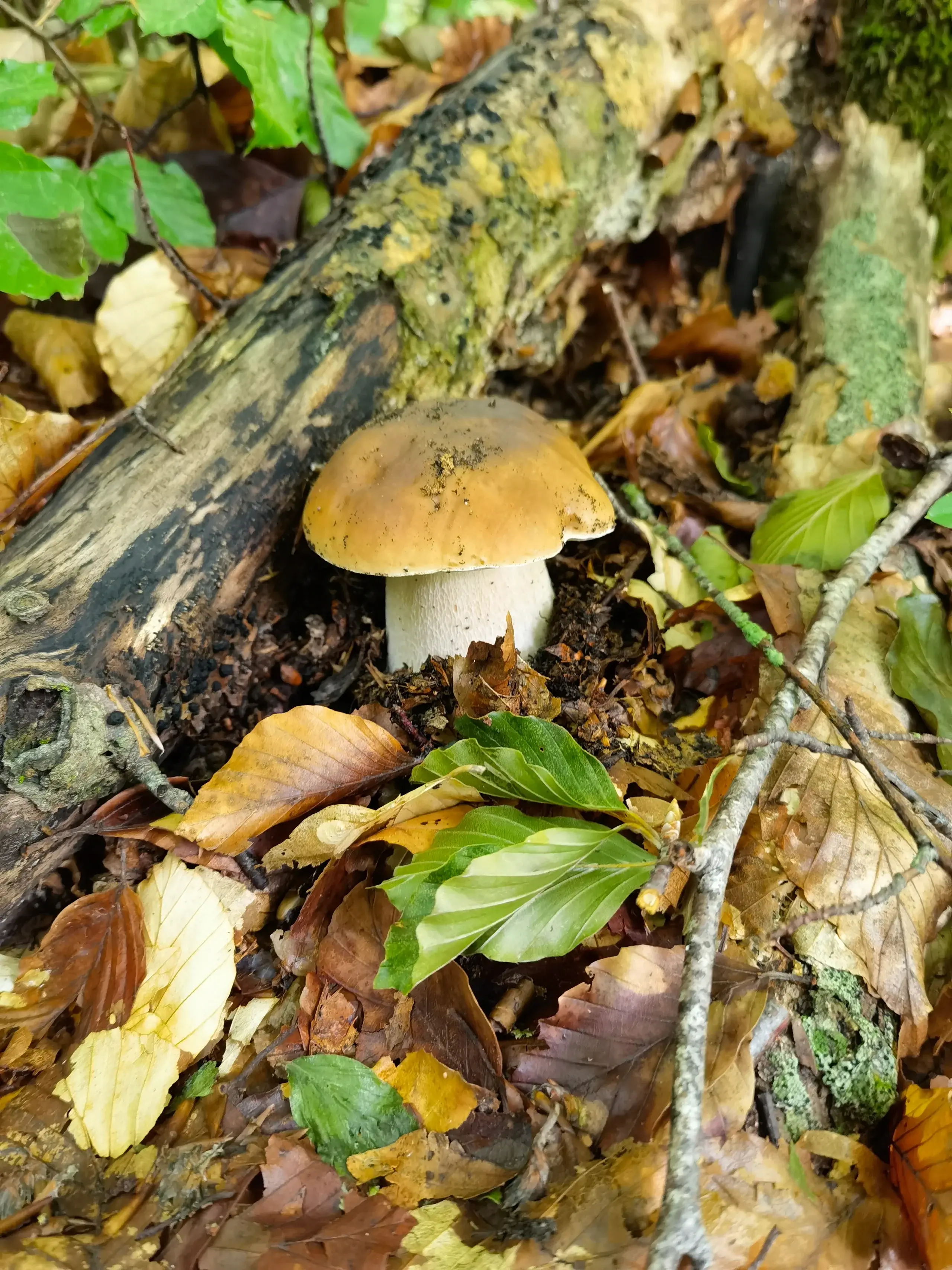 Exemplar de Boletus edulis en un bosc mixt de muntanya.