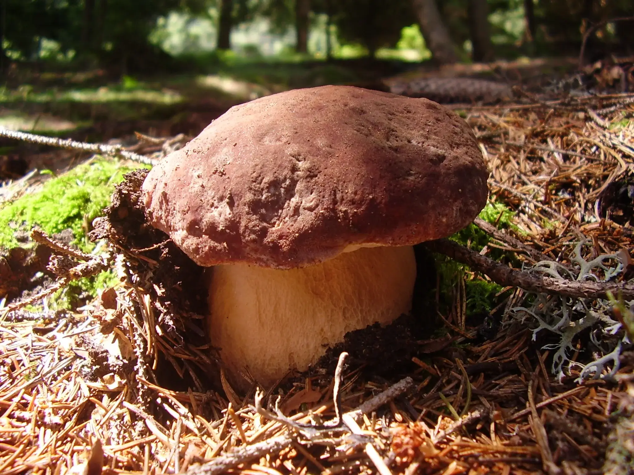 Exemplars de Boletus pinophilus sobre el terra del bosc.