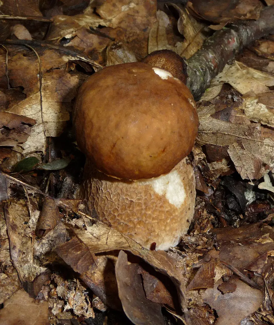 Cep d’estiu (Boletus reticulatus)