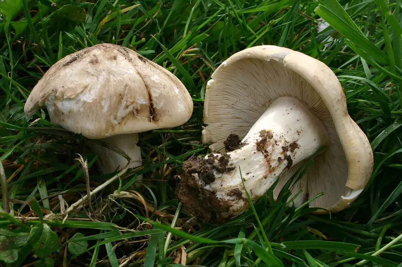 Dos exemplars pàl·lids de Calocybe gambosa entre l’herba.