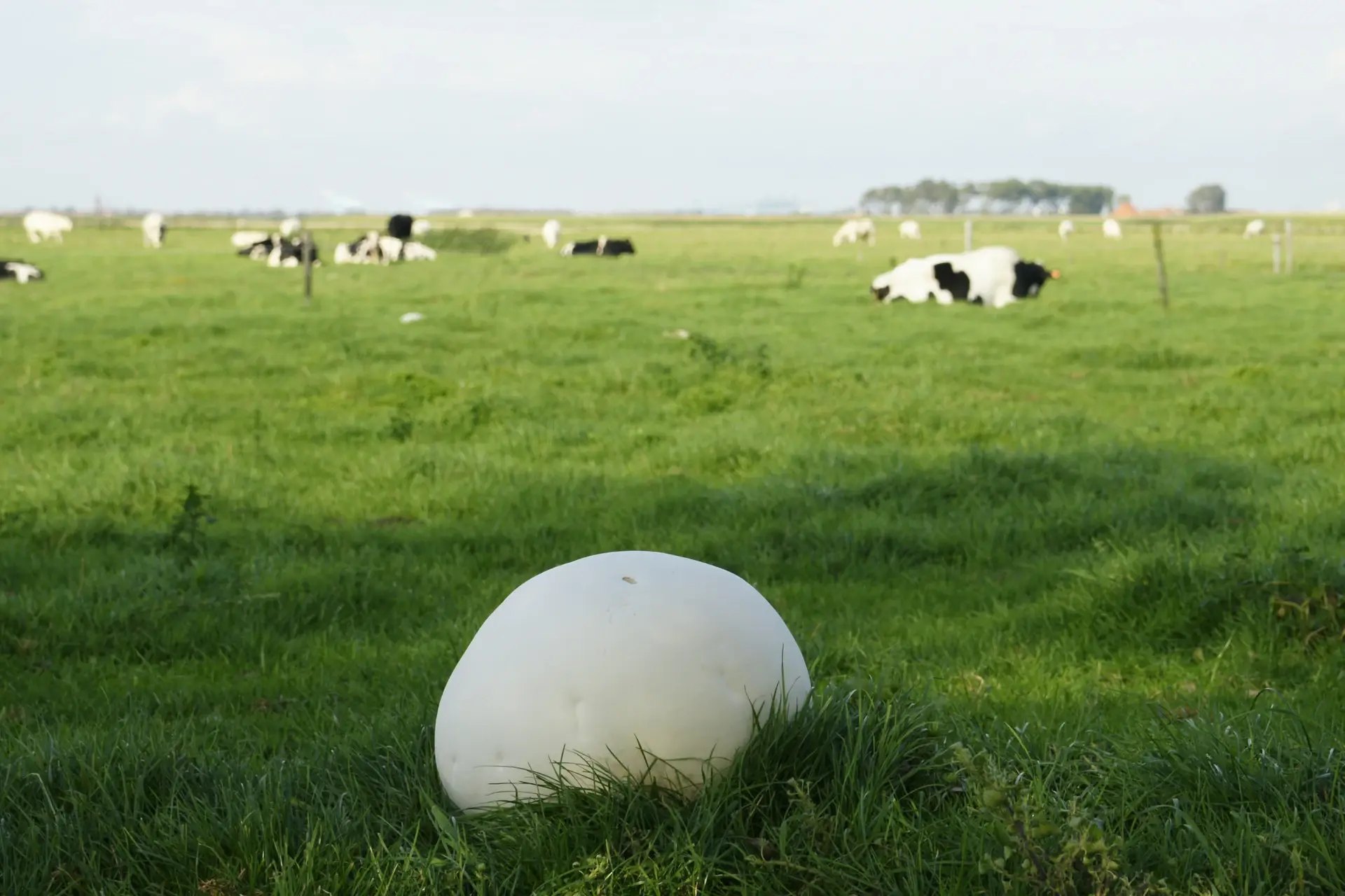 Pet de llop gegant (Calvatia gigantea)