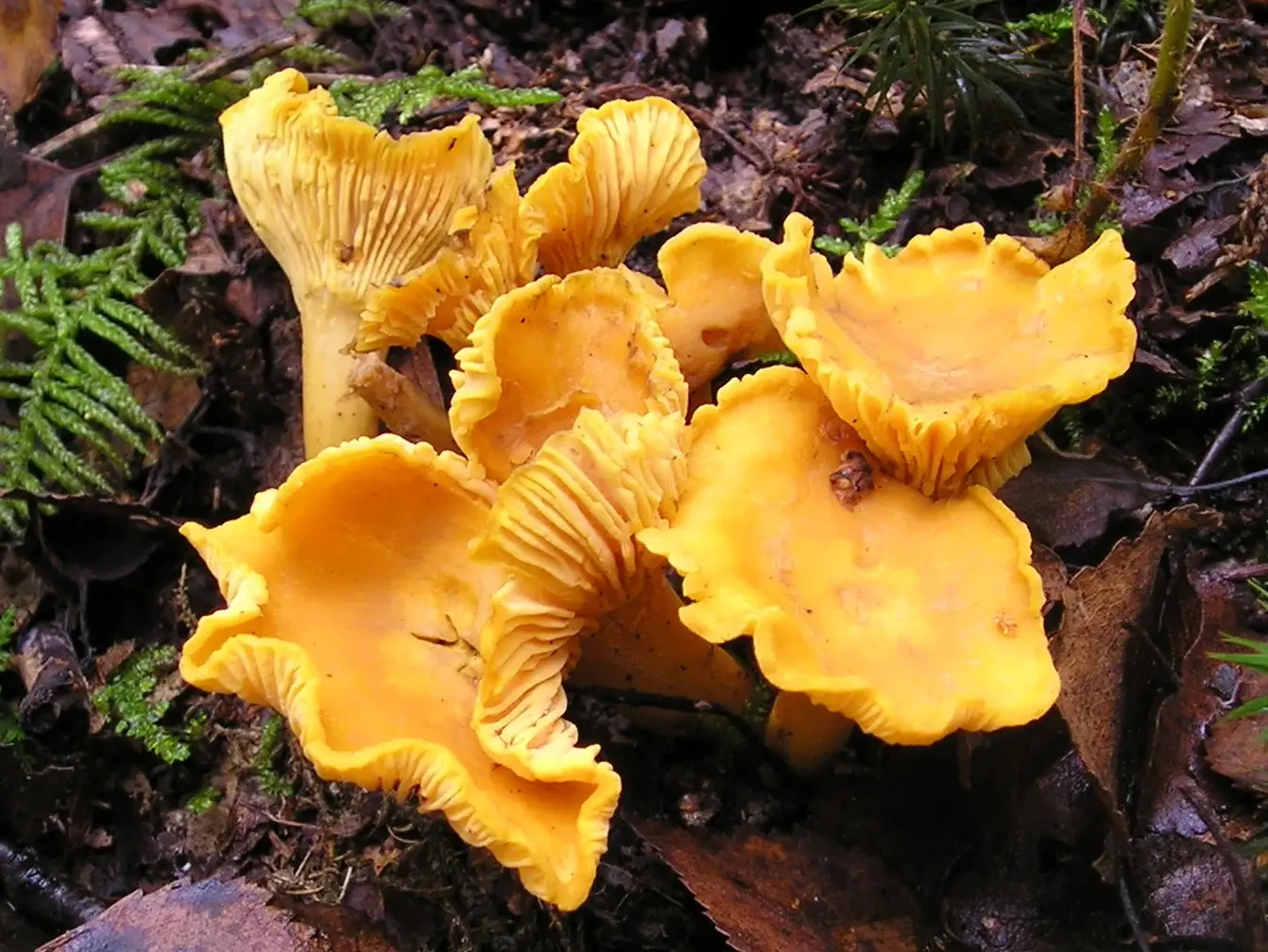Grup de Cantharellus cibarius grocs sobre el terra del bosc.