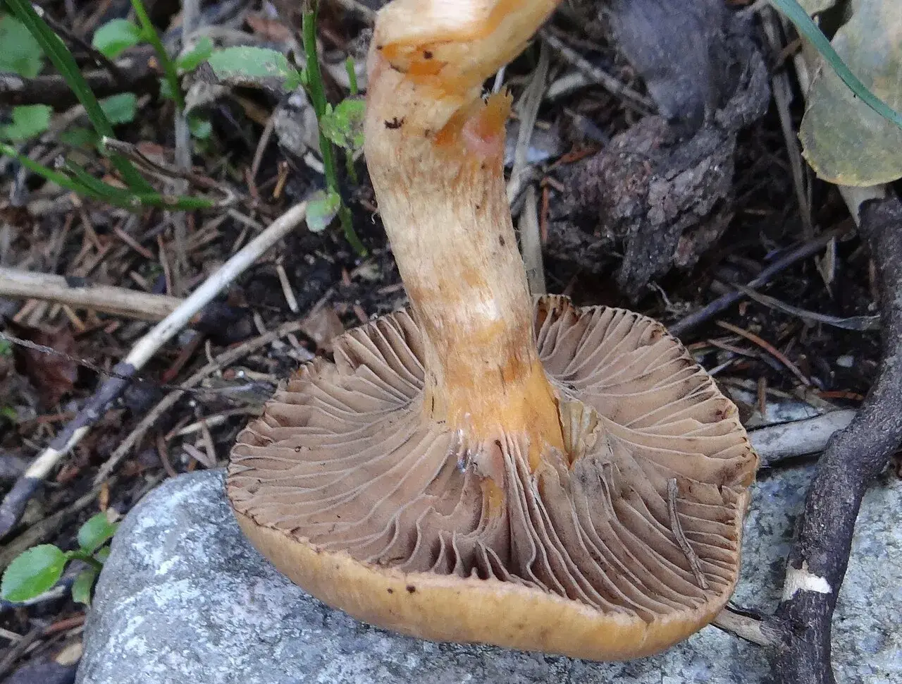 Exemplar de Chroogomphus rutilus amb barret rogenc, làmines decurrents i peu groguenc.