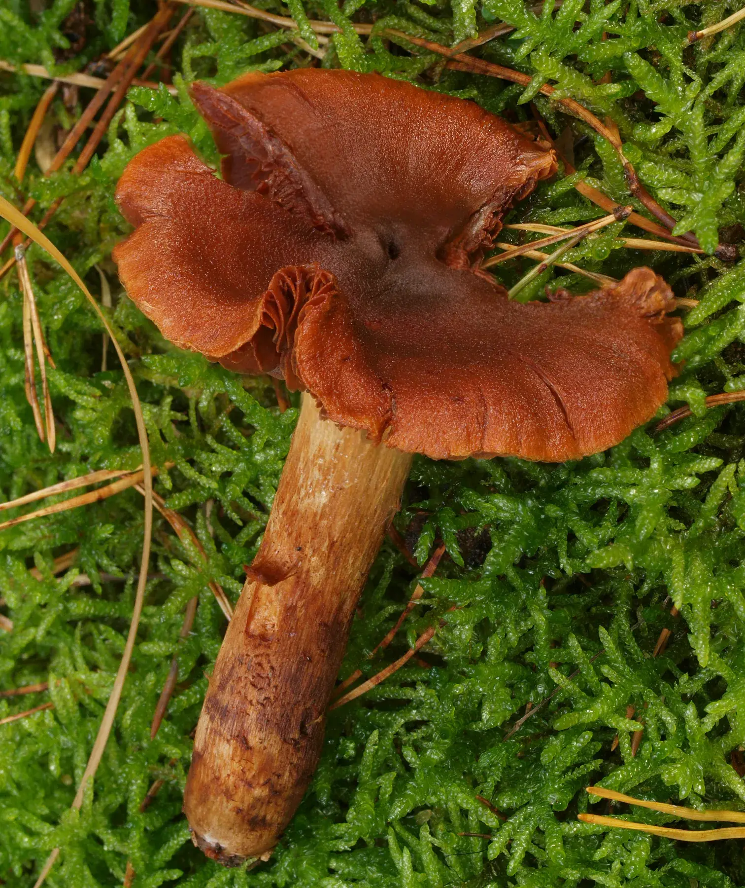 Cortinarius orellanus al bosc, amb barret sec ataronjat i peu groguenc sense anell.