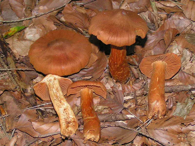 Cortinari mortal (Cortinarius rubellus)