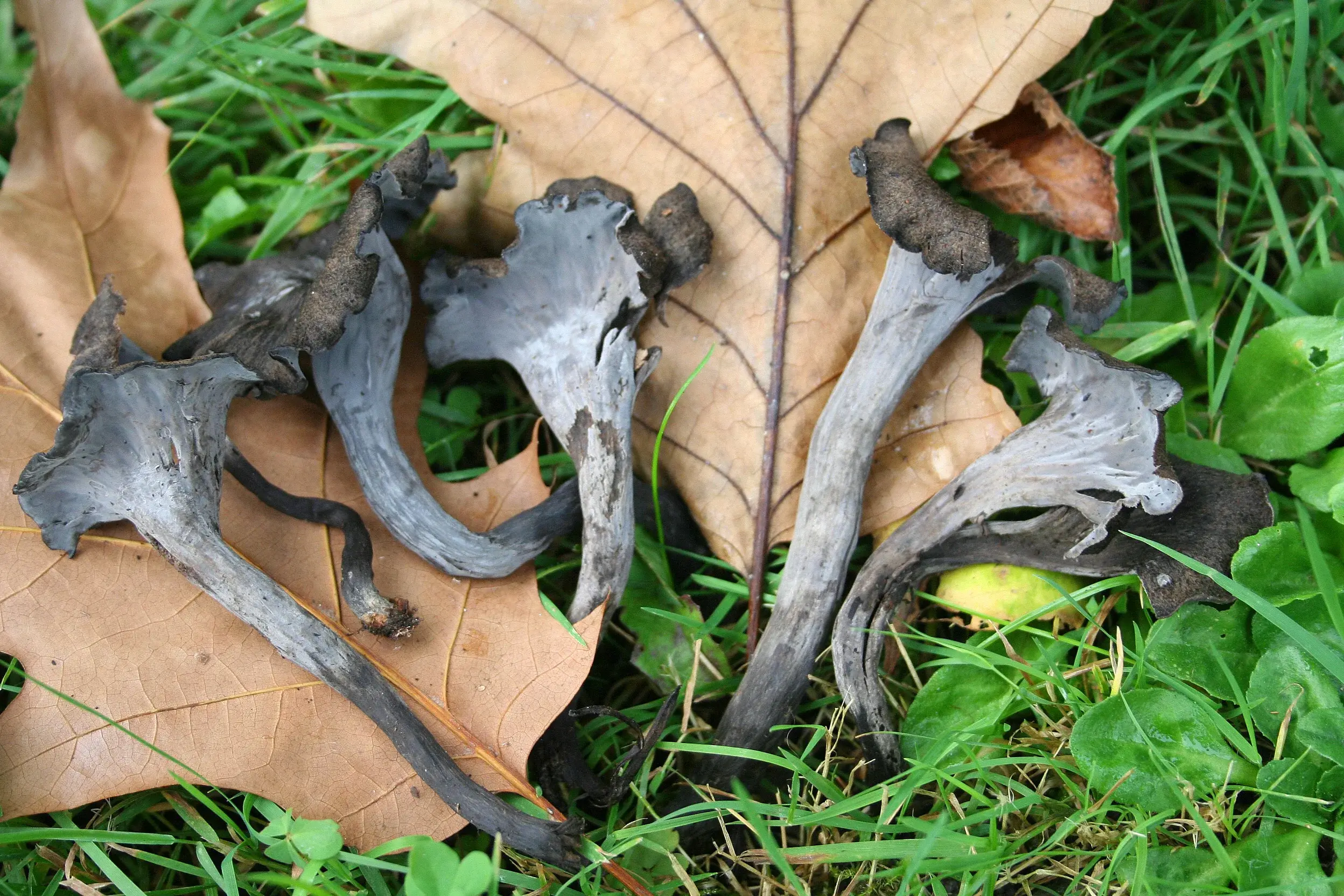 Trompeta de la mort (Craterellus cornucopioides)
