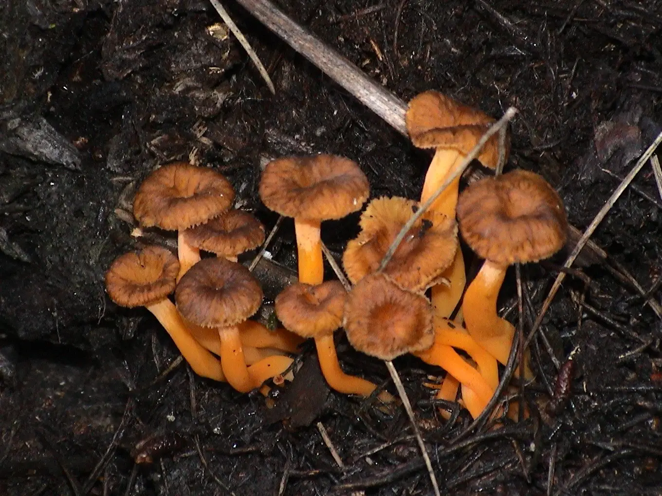 Grup de Craterellus lutescens entre vegetació baixa.