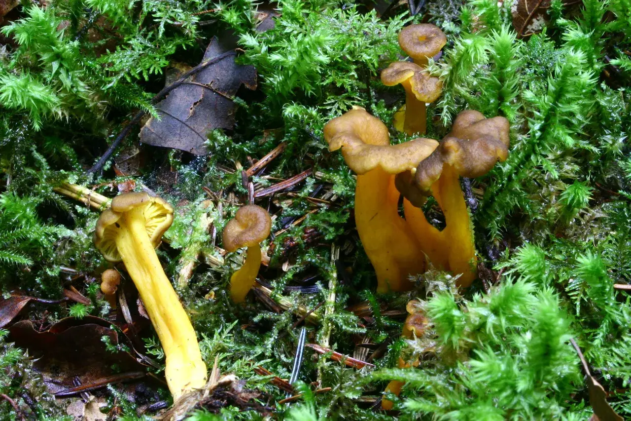 Grup de Craterellus tubaeformis de barret bru i peu groguenc entre molsa humida.