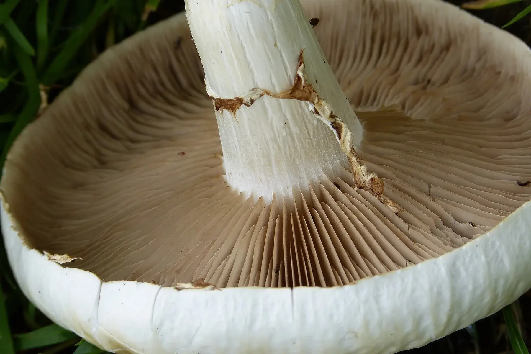 Feix de Cyclocybe cylindracea sobre fusta de pollancre, amb barrets bruns i peus anellats.