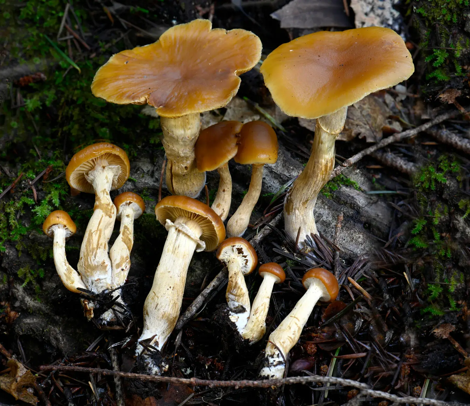Galerina metzinosa (Galerina marginata)