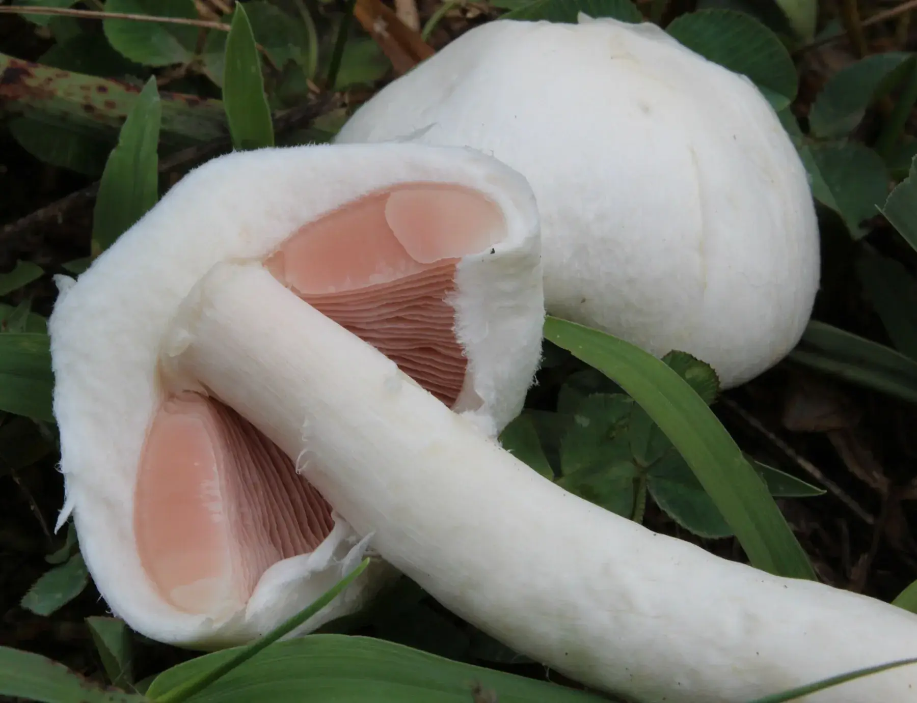 Agaricus campestris: Primer pla d’exemplars blancs amb làmines rosades visibles sota el barret.