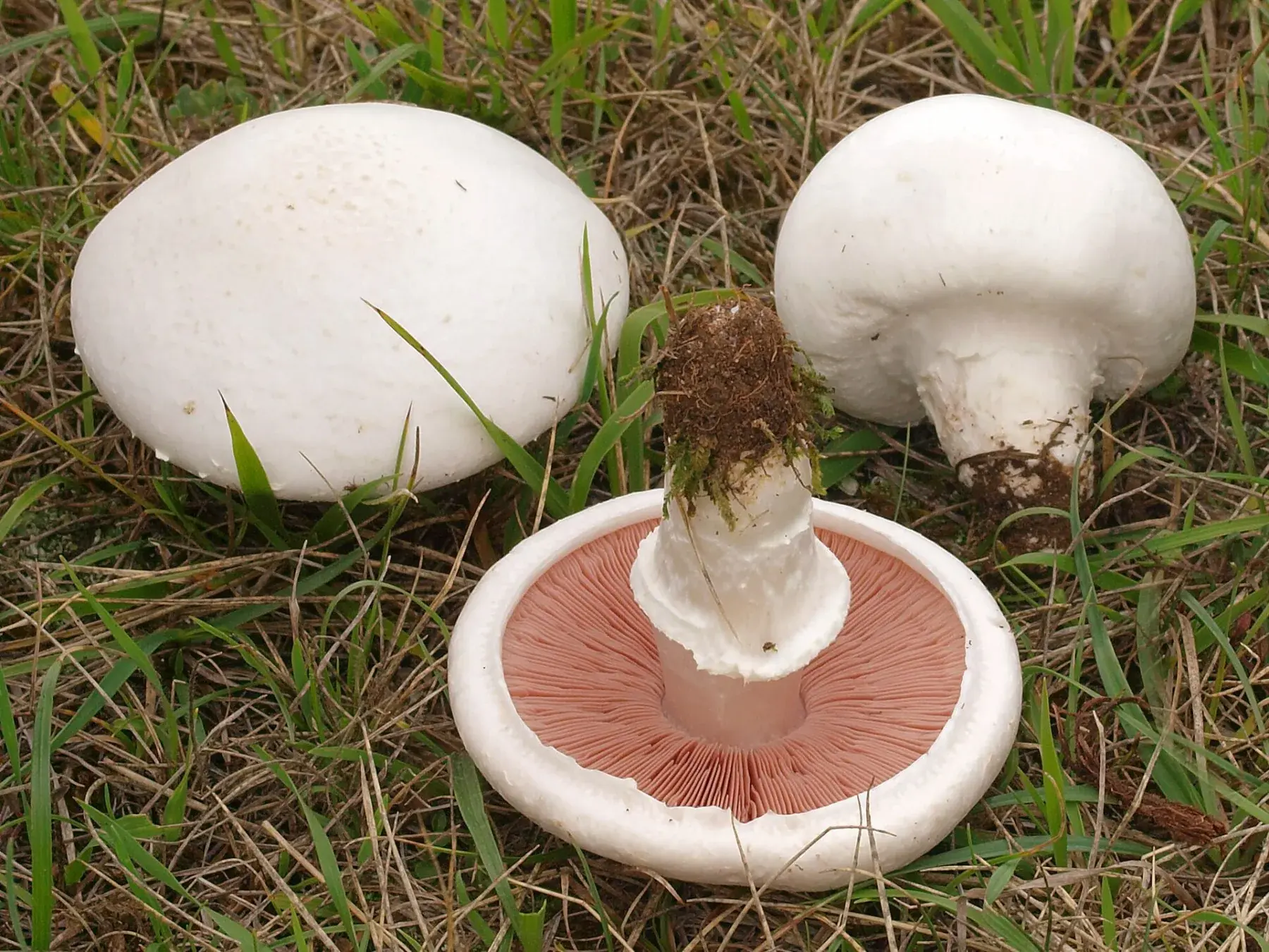 Agaricus campestris: Tres exemplars a l’herba; un està capgirat i mostra làmines rosades i un anell blanc.