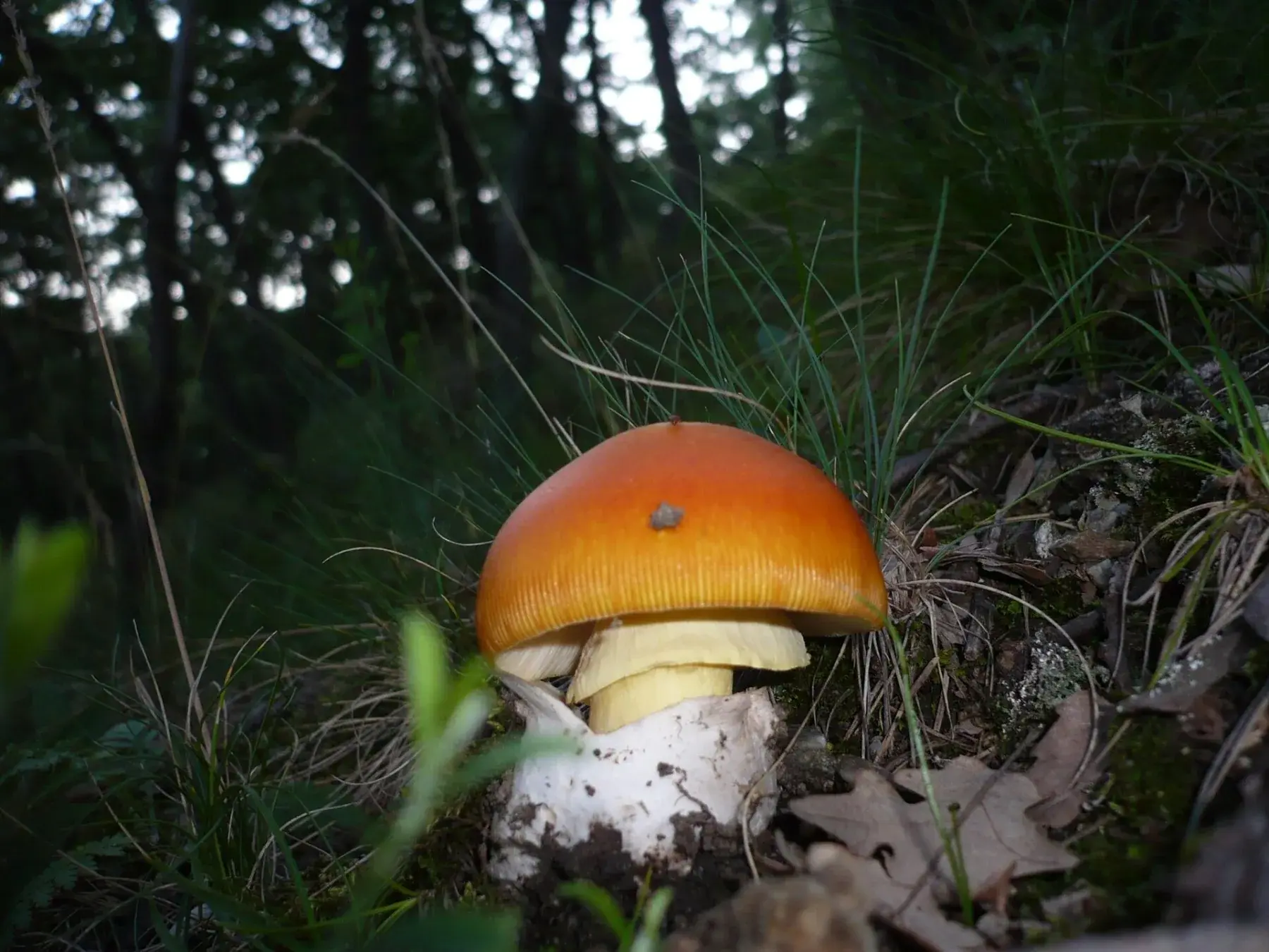 Amanita caesarea: Barret taronja, peu groc i restes blanques a la base, entre fulles i herba.