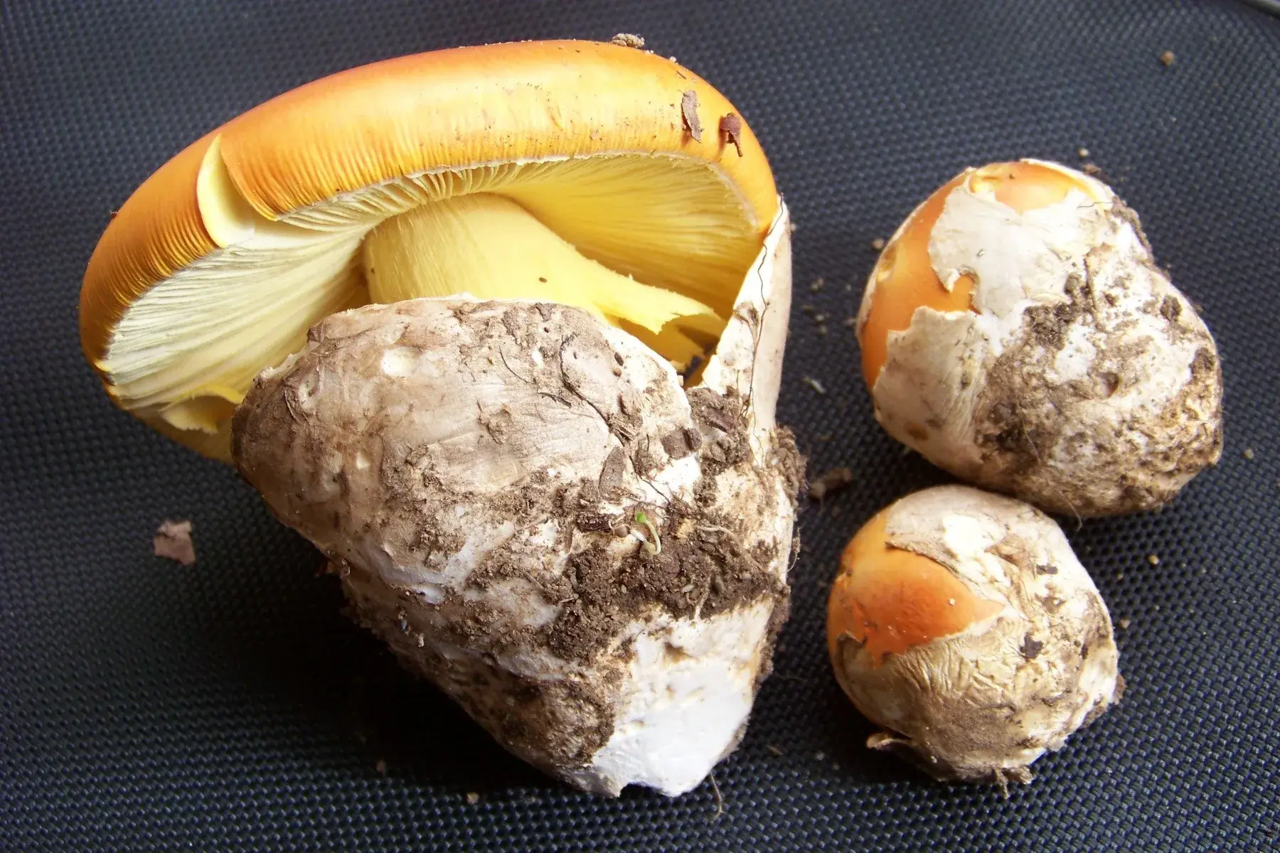 Amanita caesarea: Un exemplar obert mostra làmines grogues al costat de dos exemplars encara envoltats de vel blanc.