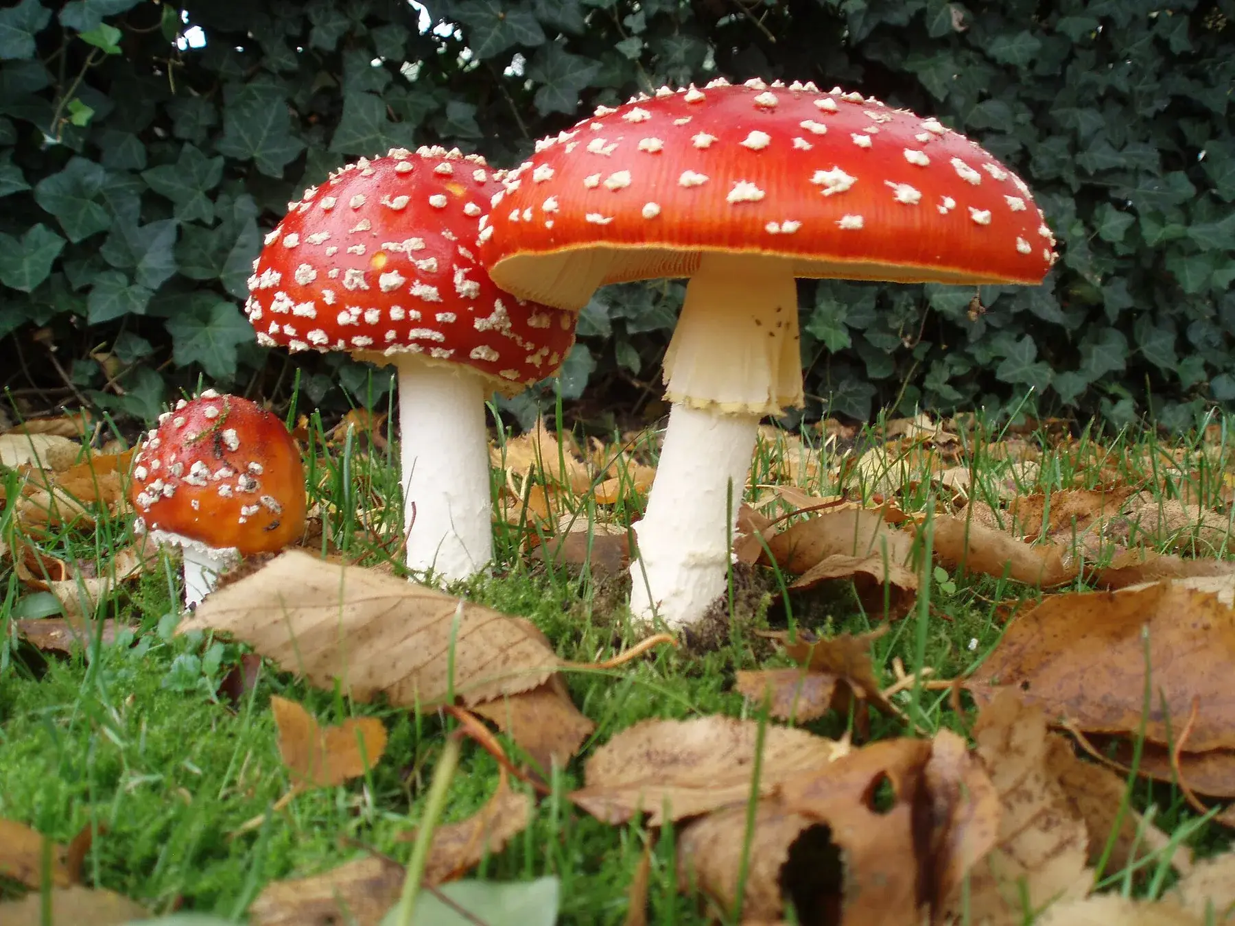 Amanita muscaria: Tres exemplars de mides diferents amb barrets vermells, taques blanques i peus blancs a l’herba.