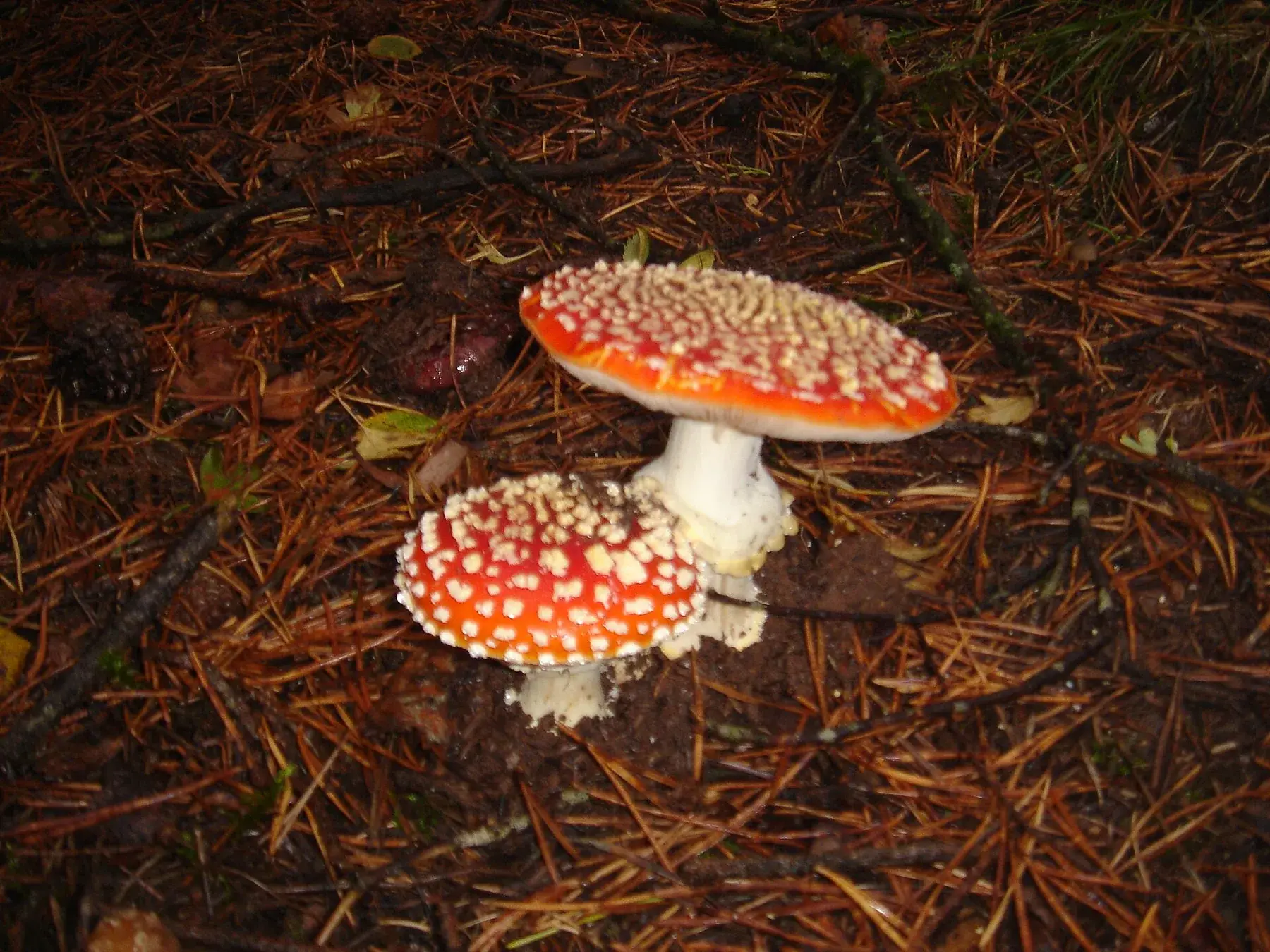Amanita muscaria: Dos barrets vermells amb nombroses taques blanques, vistos des de dalt entre agulles de pi.