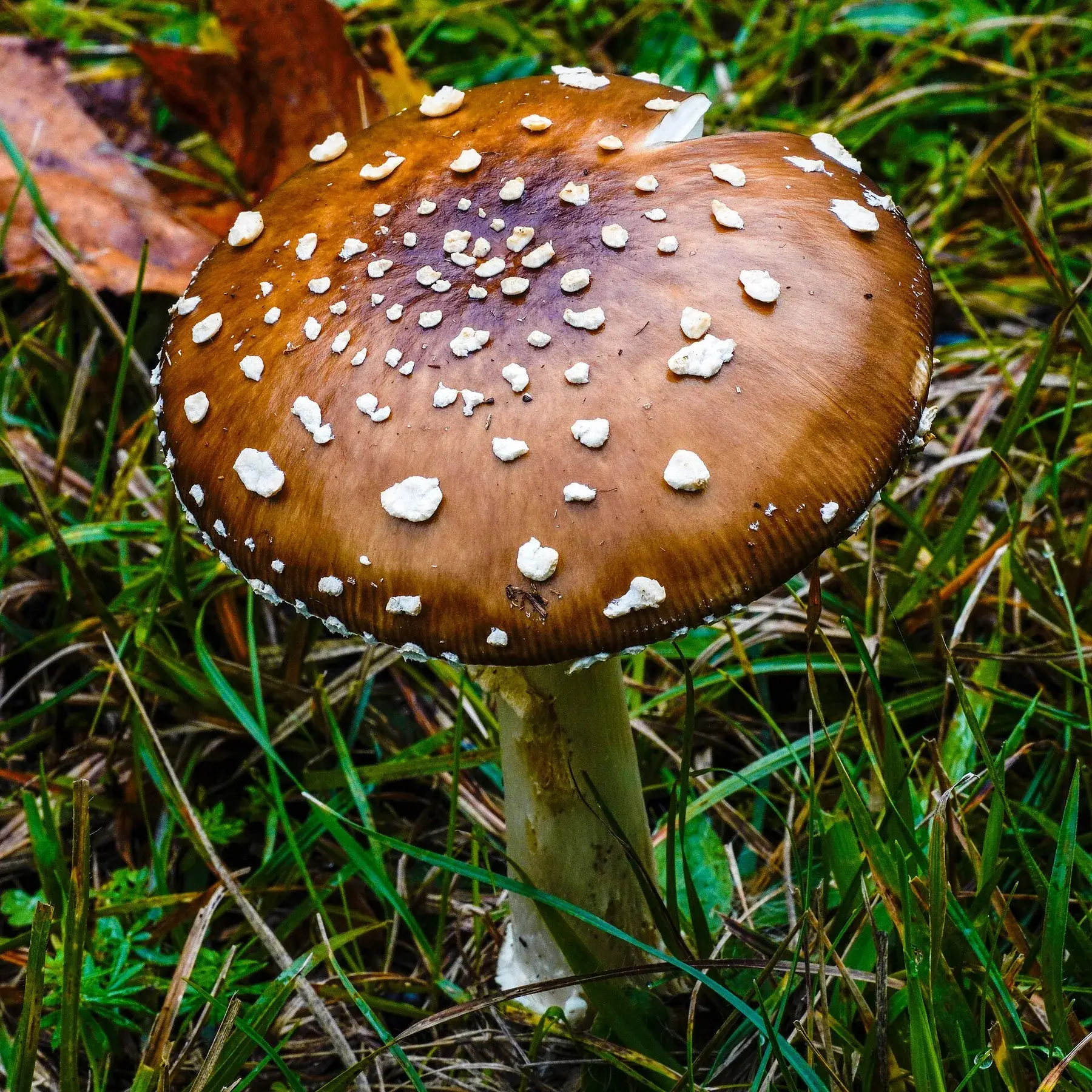 Vista baixa d’Amanita pantherina que mostra làmines blanques, anell i base bulbosa del peu.