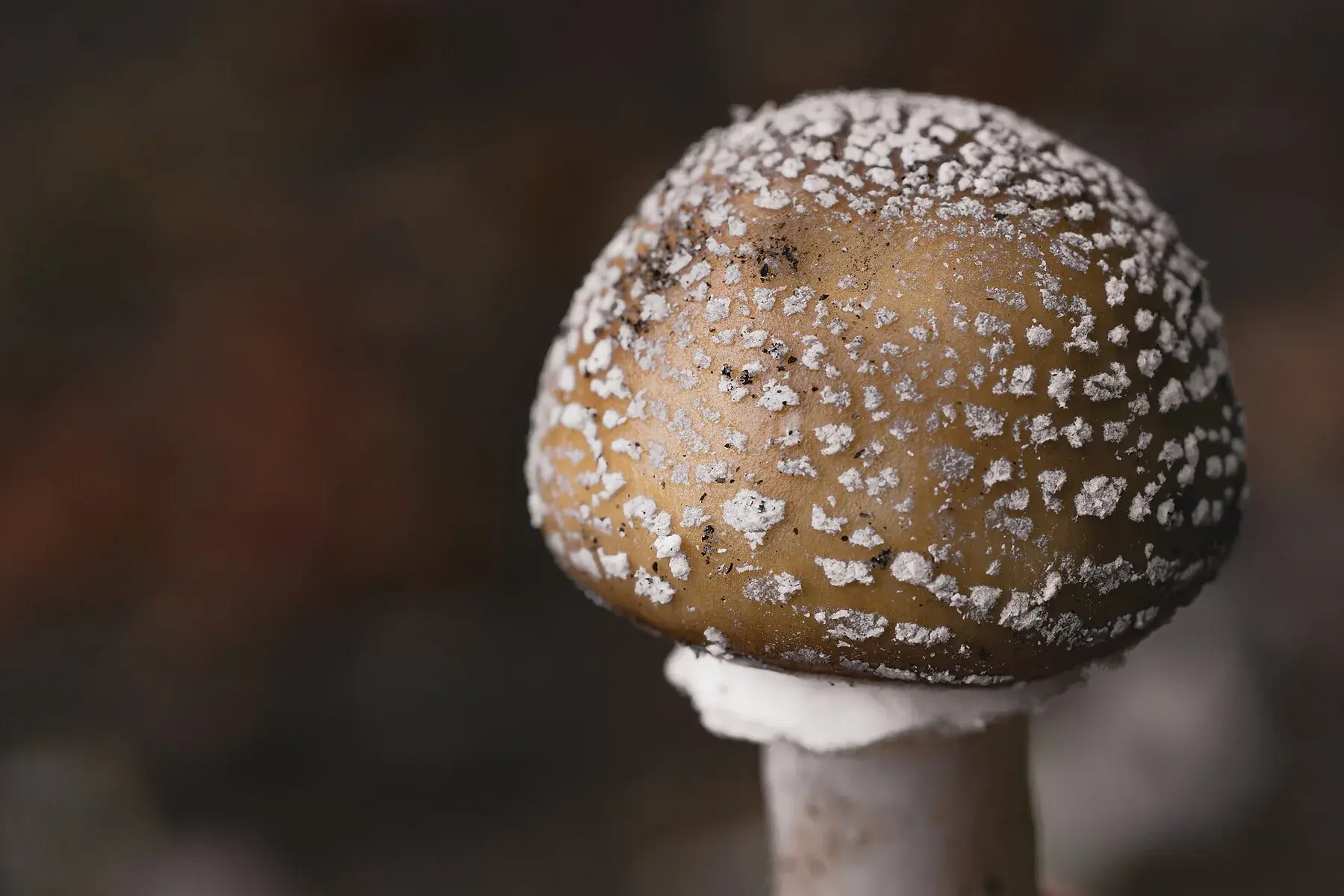Cos fructífer complet d’Amanita pantherina amb barret berrugós, làmines blanques i volva circumcisa.