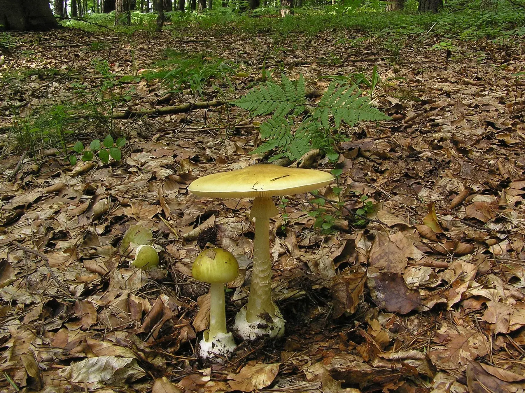 Amanita phalloides: Un exemplar de barret estès i altres de barret tancat, verdosos, entre fulles seques.
