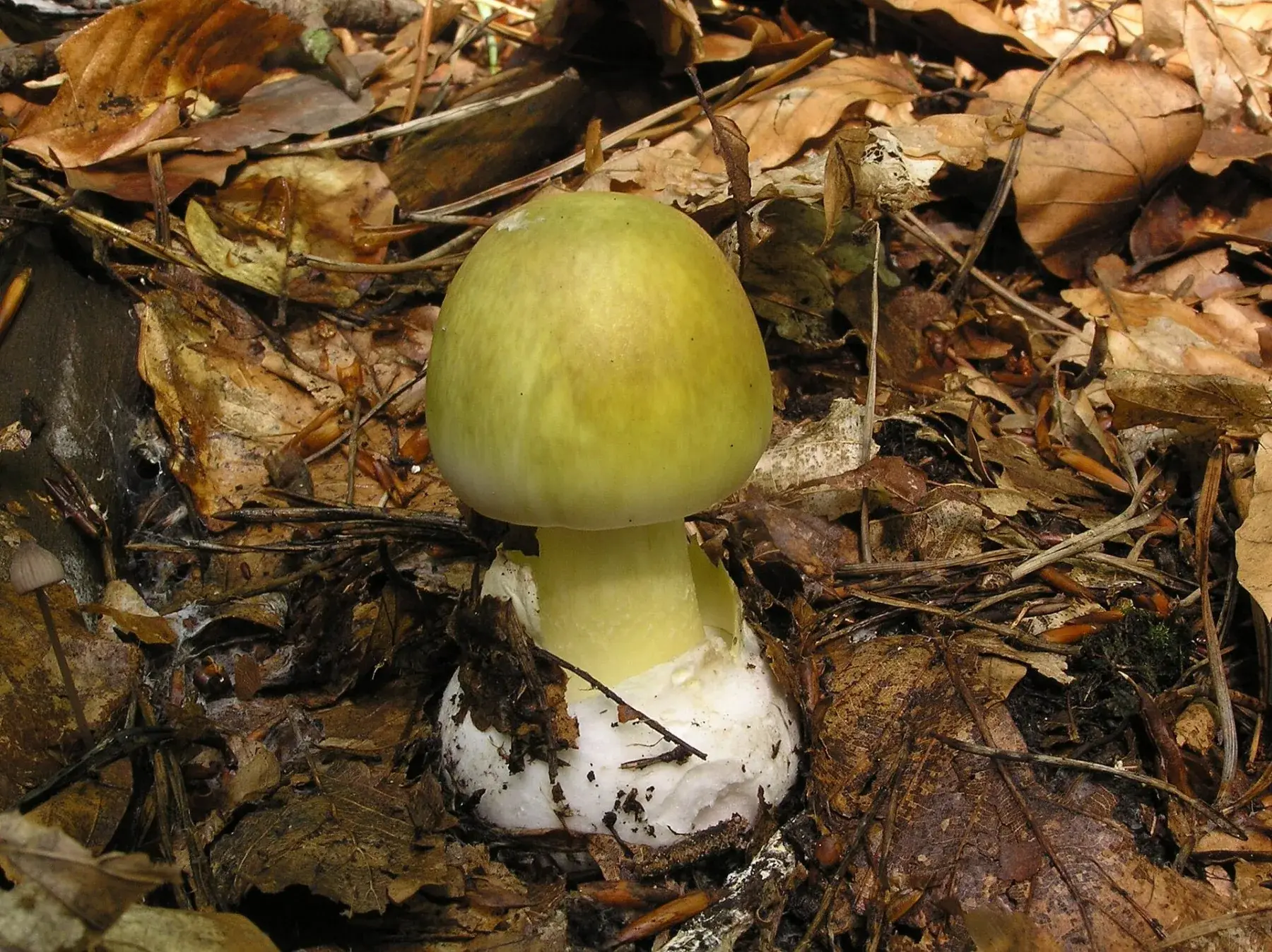 Amanita phalloides: Exemplar jove de barret verd olivaci i base blanca embolcallada, sobre fullaraca.