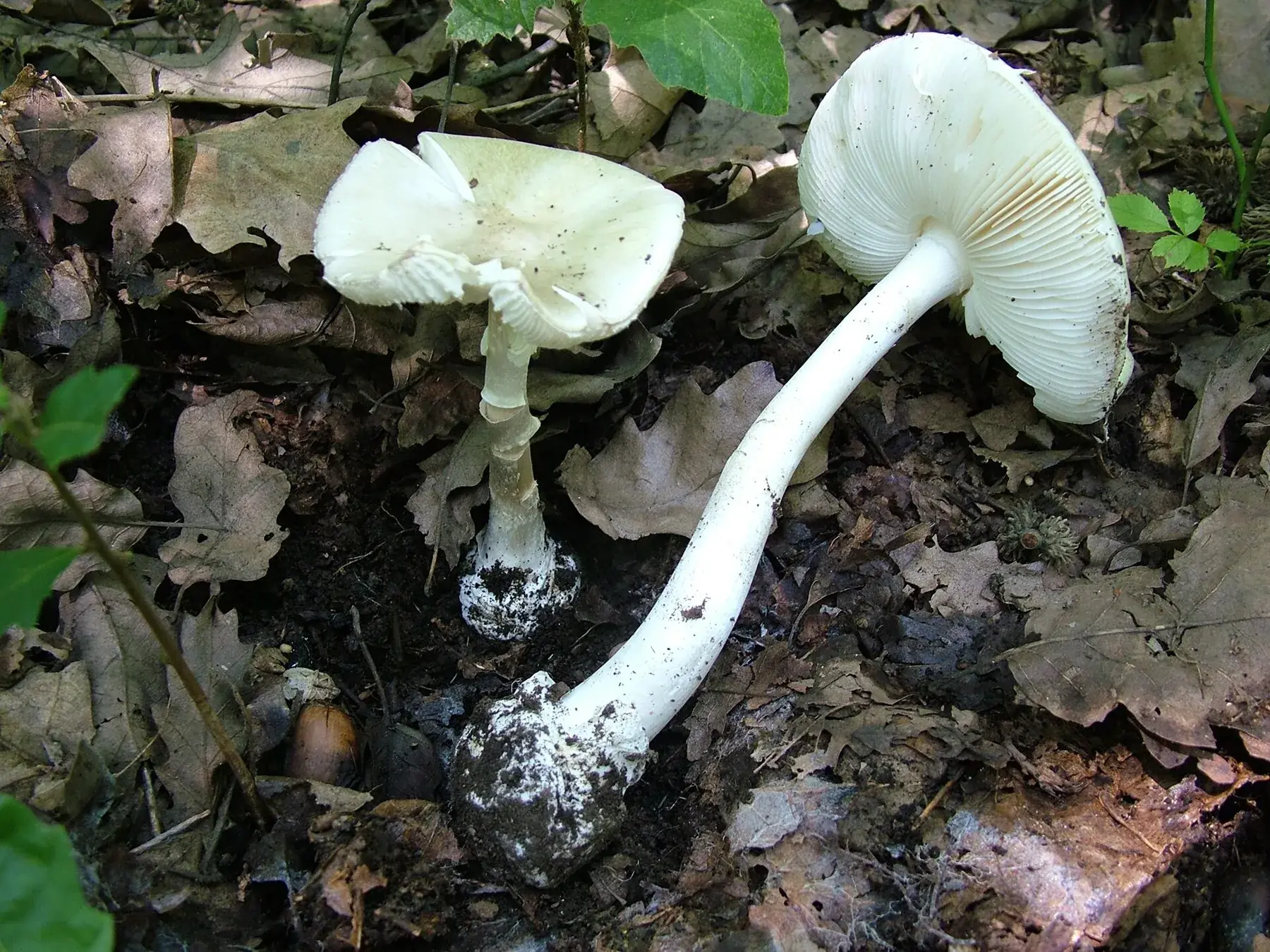 Amanita verna desenterrada mostrant barret blanc, làmines, anell i volva basal completa.