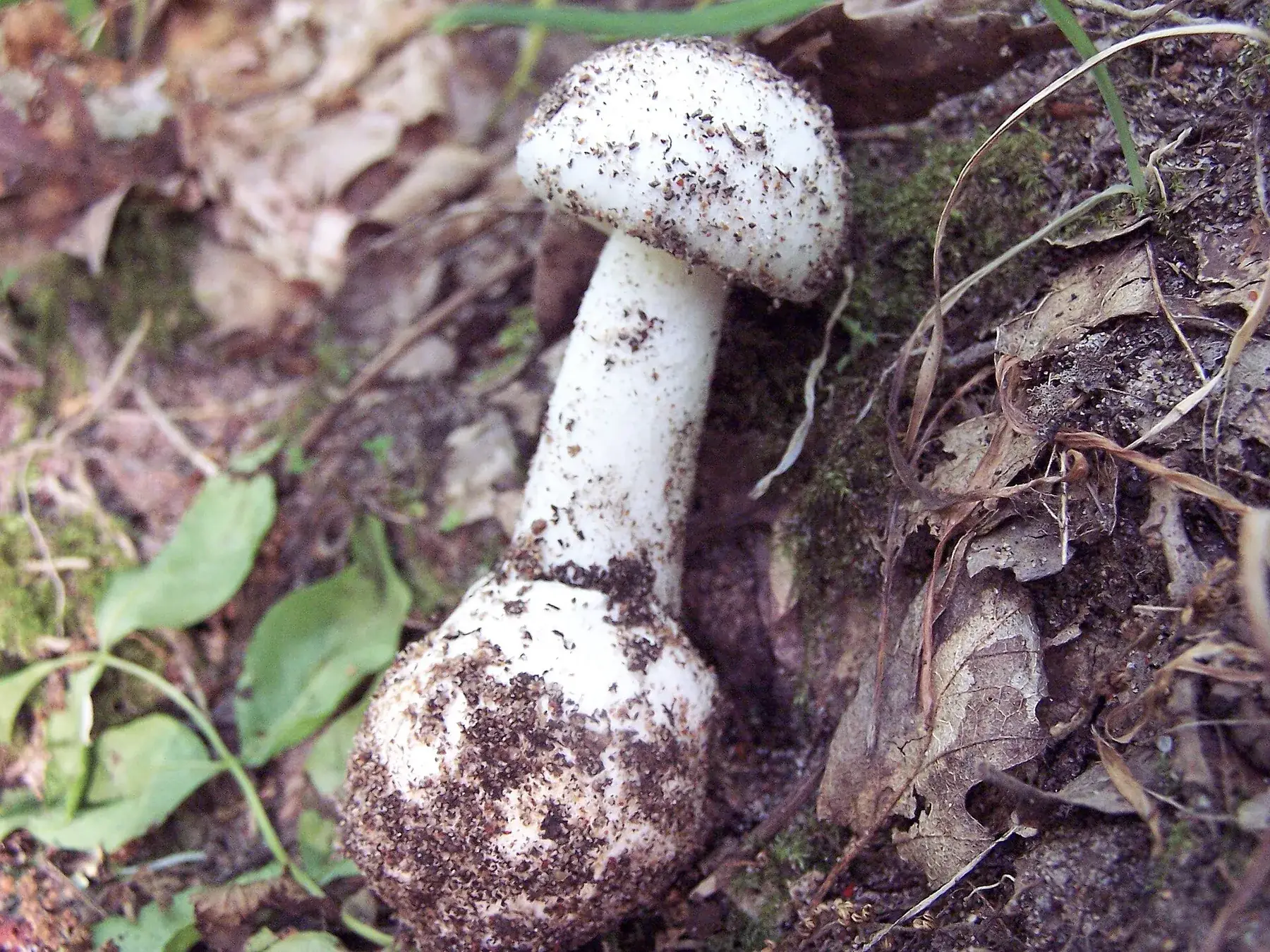 Exemplar jove d’Amanita verna amb barret blanc tancat i volva bulbosa ben exposada.