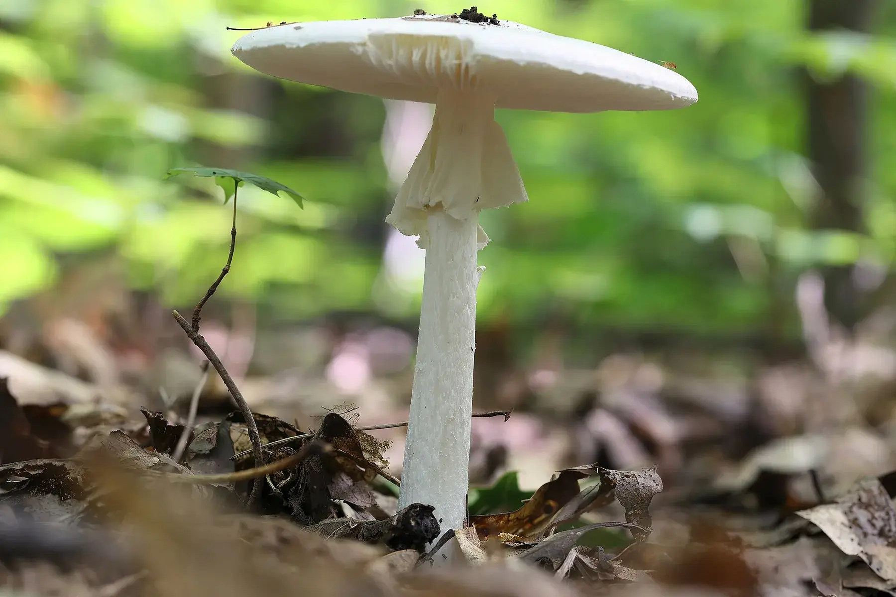 Exemplar complet d’Amanita virosa amb barret blanc, làmines lliures, anell i volva saciforme.