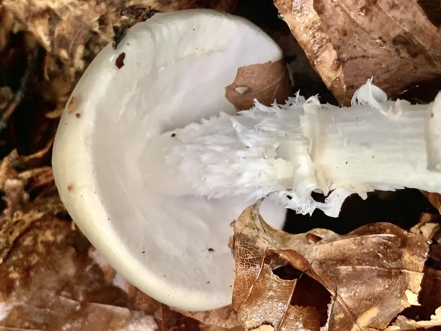 Vista inferior d’Amanita virosa que destaca les làmines blanques i l’anell membranós.