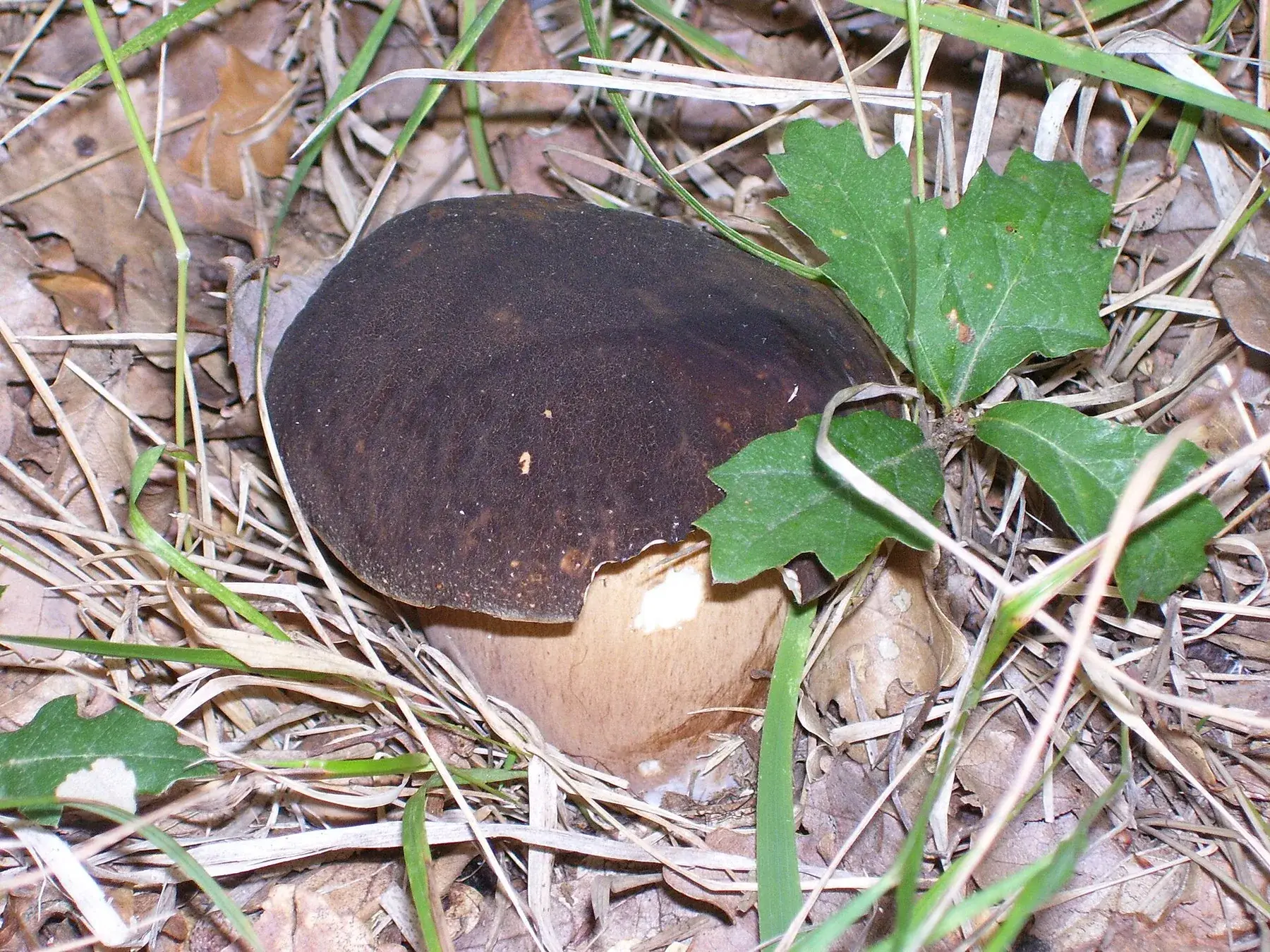 Boletus aereus: Barret marró molt fosc i peu robust clar, parcialment envoltats d’herba i fulles.