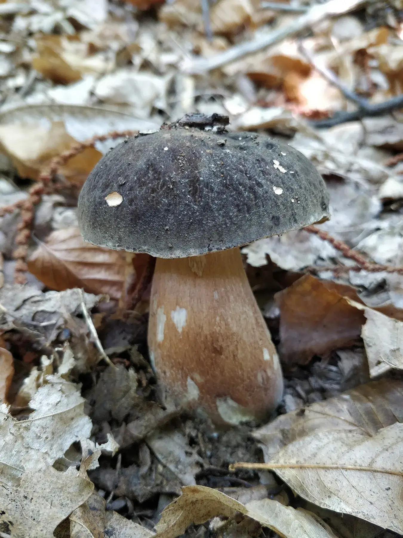 Boletus aereus: Exemplar de barret fosc i peu marró amb zones clares, entre fulles seques.