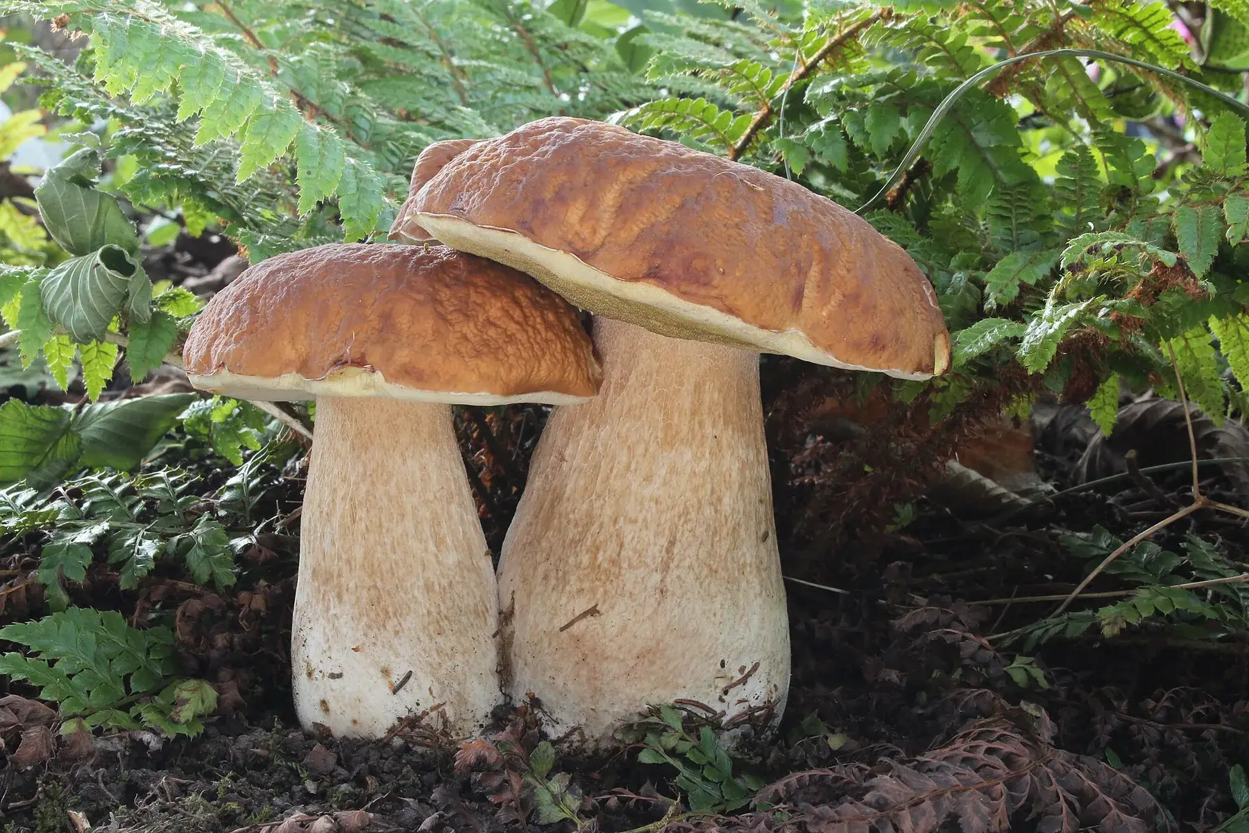 Boletus edulis: Dos exemplars amb barrets marrons i peus clars gruixuts, envoltats de vegetació.