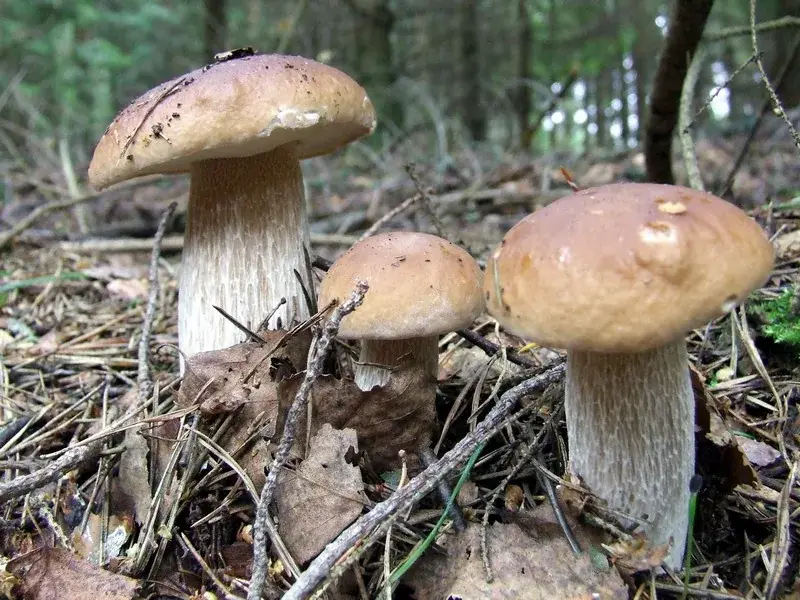 Boletus edulis: Tres exemplars de mides diferents amb barrets marrons sobre la fullaraca del bosc.