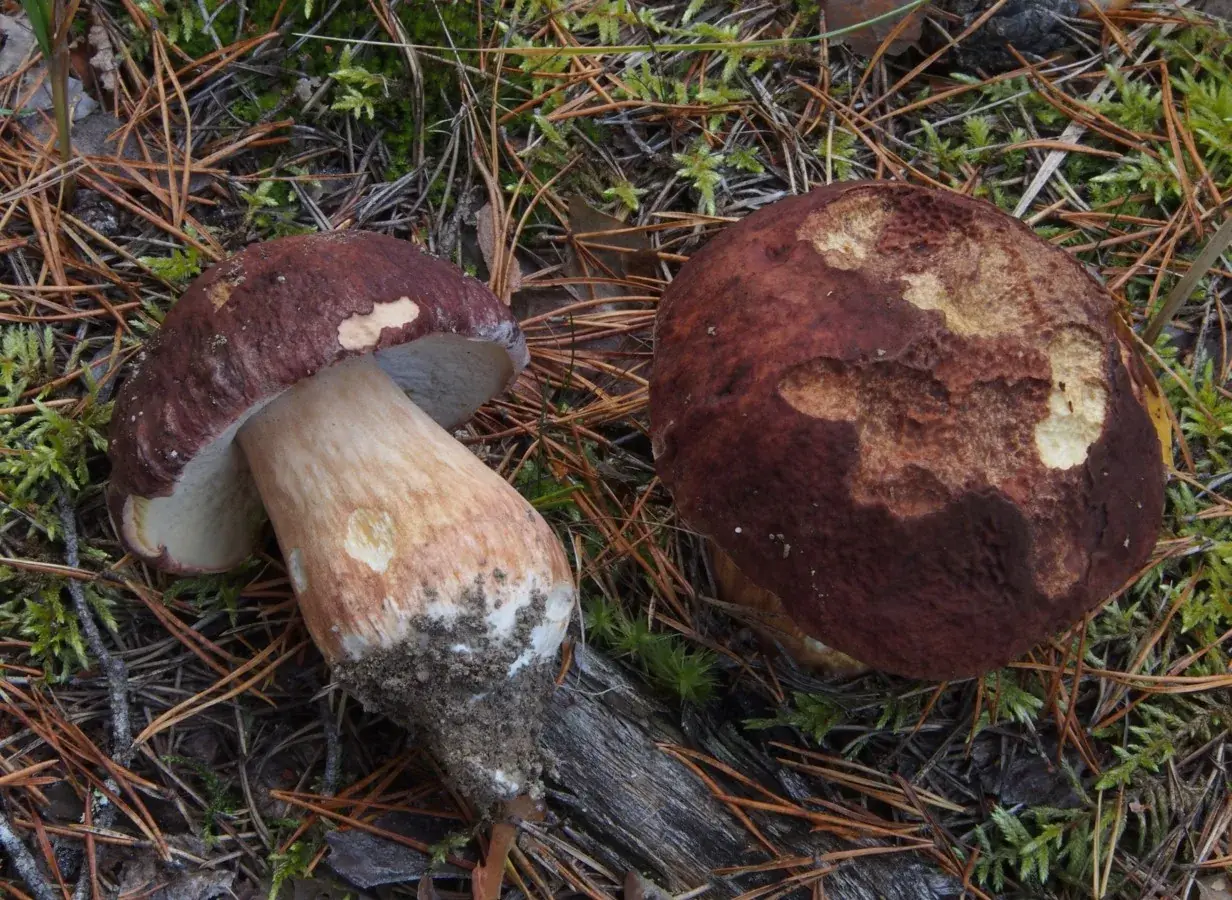 Boletus pinophilus: Dos exemplars sobre agulles de pi, amb barrets rogencs; un mostra el peu gruixut.