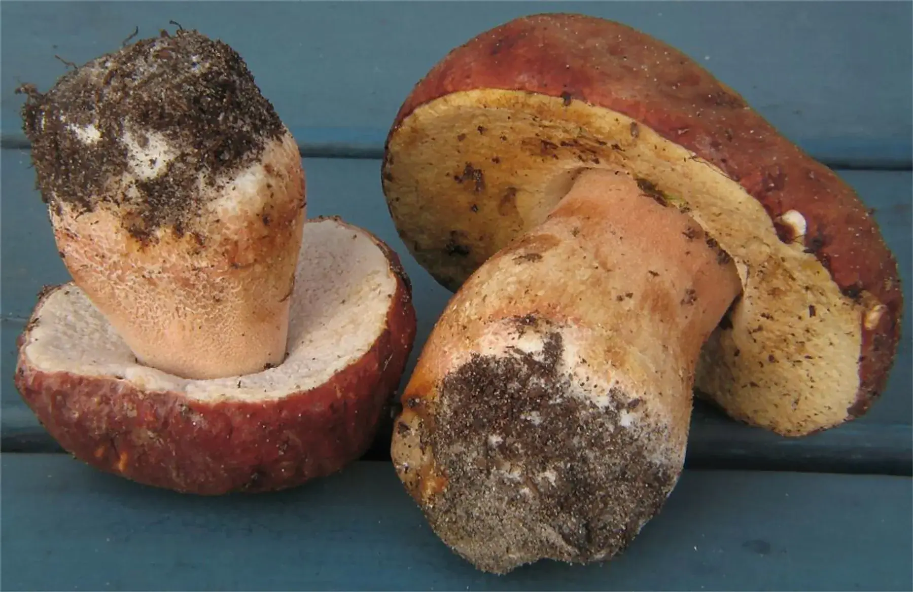 Boletus pinophilus: Dos exemplars recolzats sobre un fons blau, amb la cara inferior del barret i els peus visibles.