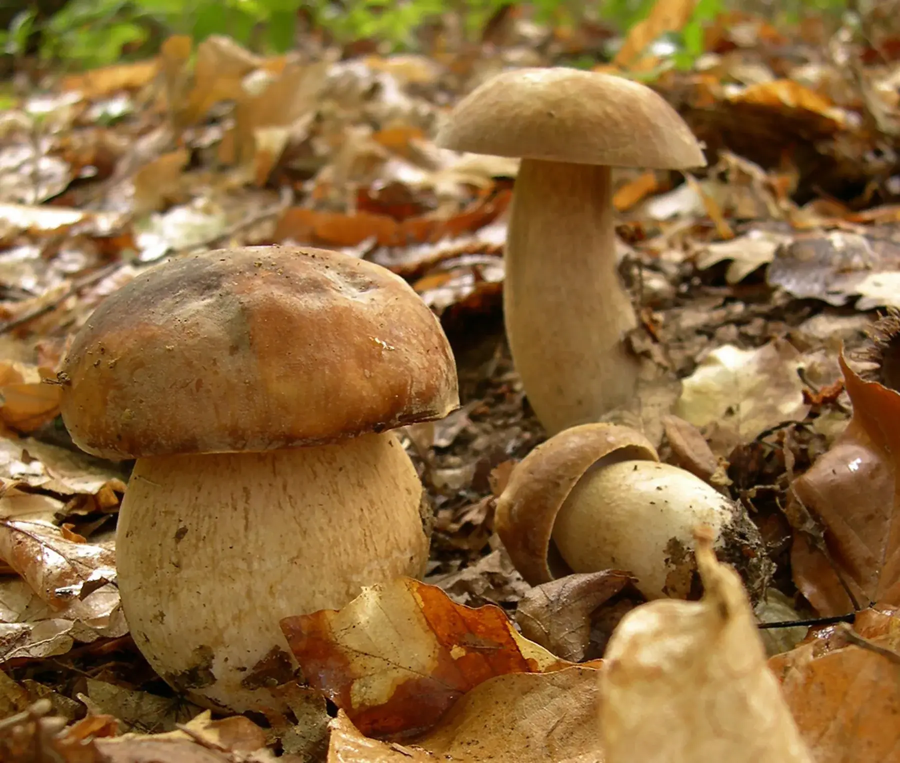 Boletus reticulatus: Grup de diferents mides, amb barrets ocres i peus gruixuts, entre fulles seques.