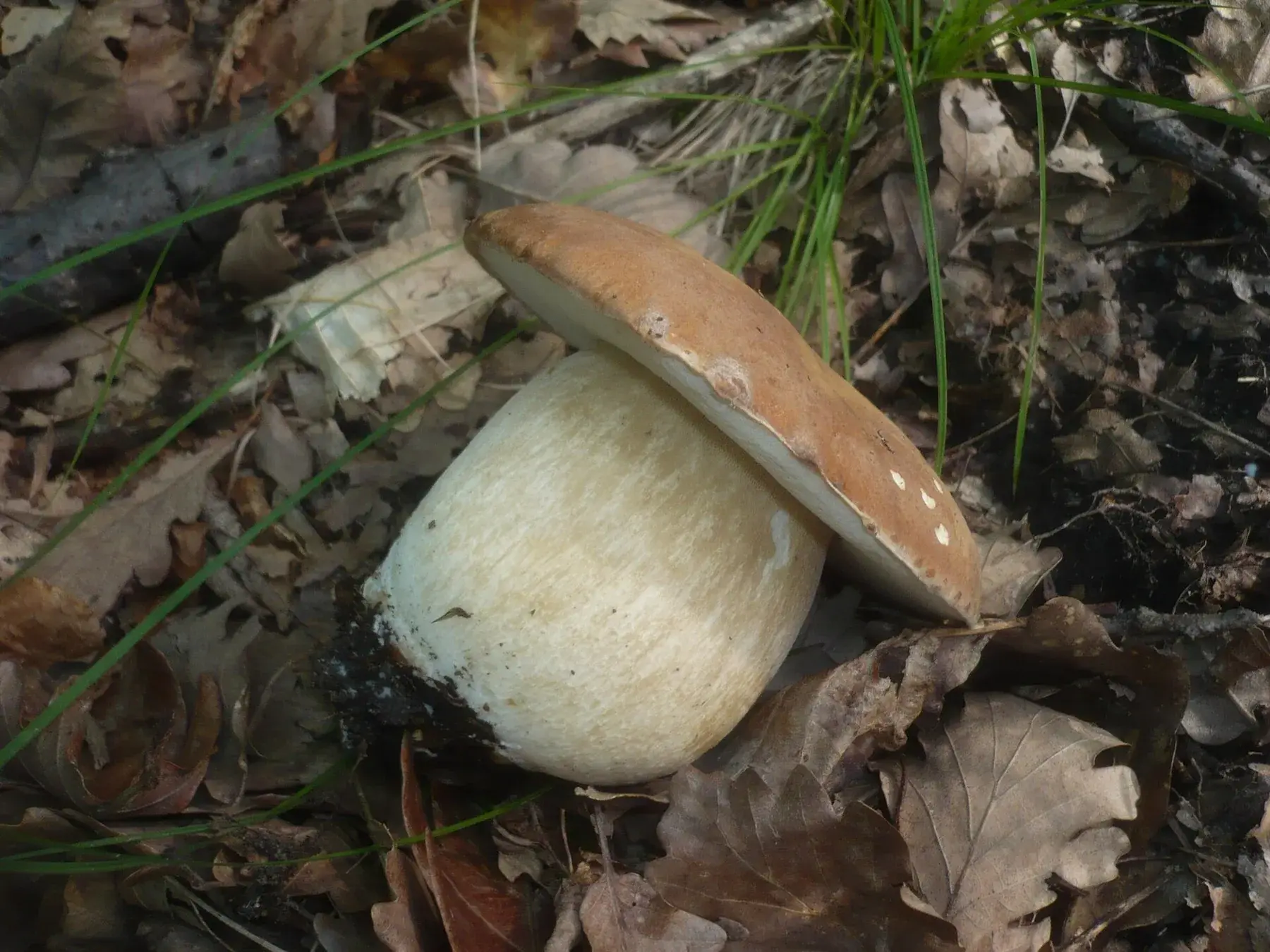 Boletus reticulatus: Exemplar inclinat amb barret ocre i peu molt ample i clar sobre la fullaraca.